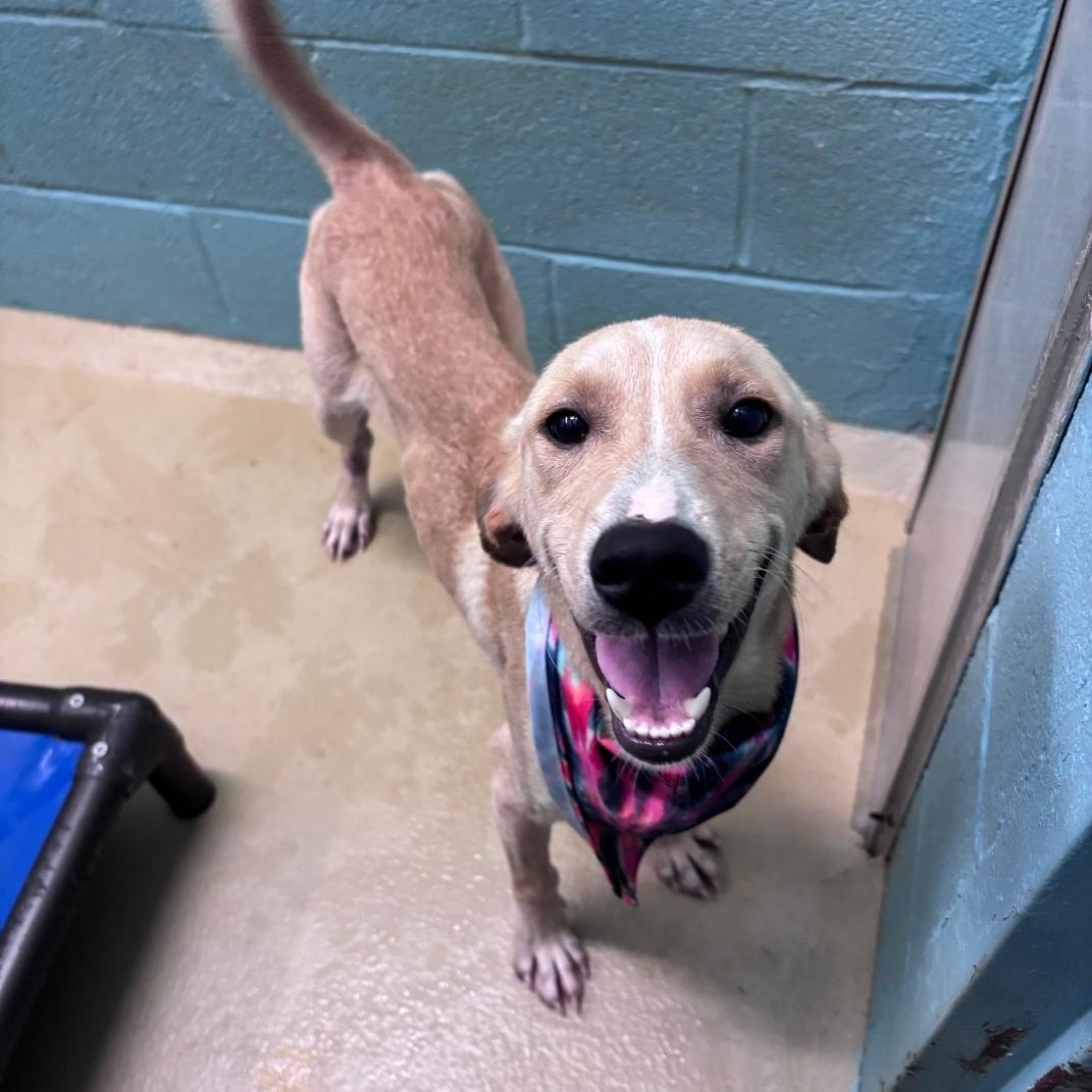 Enlarge Meatball, a Adoptable mixed breed in Marion, NC image 2/4