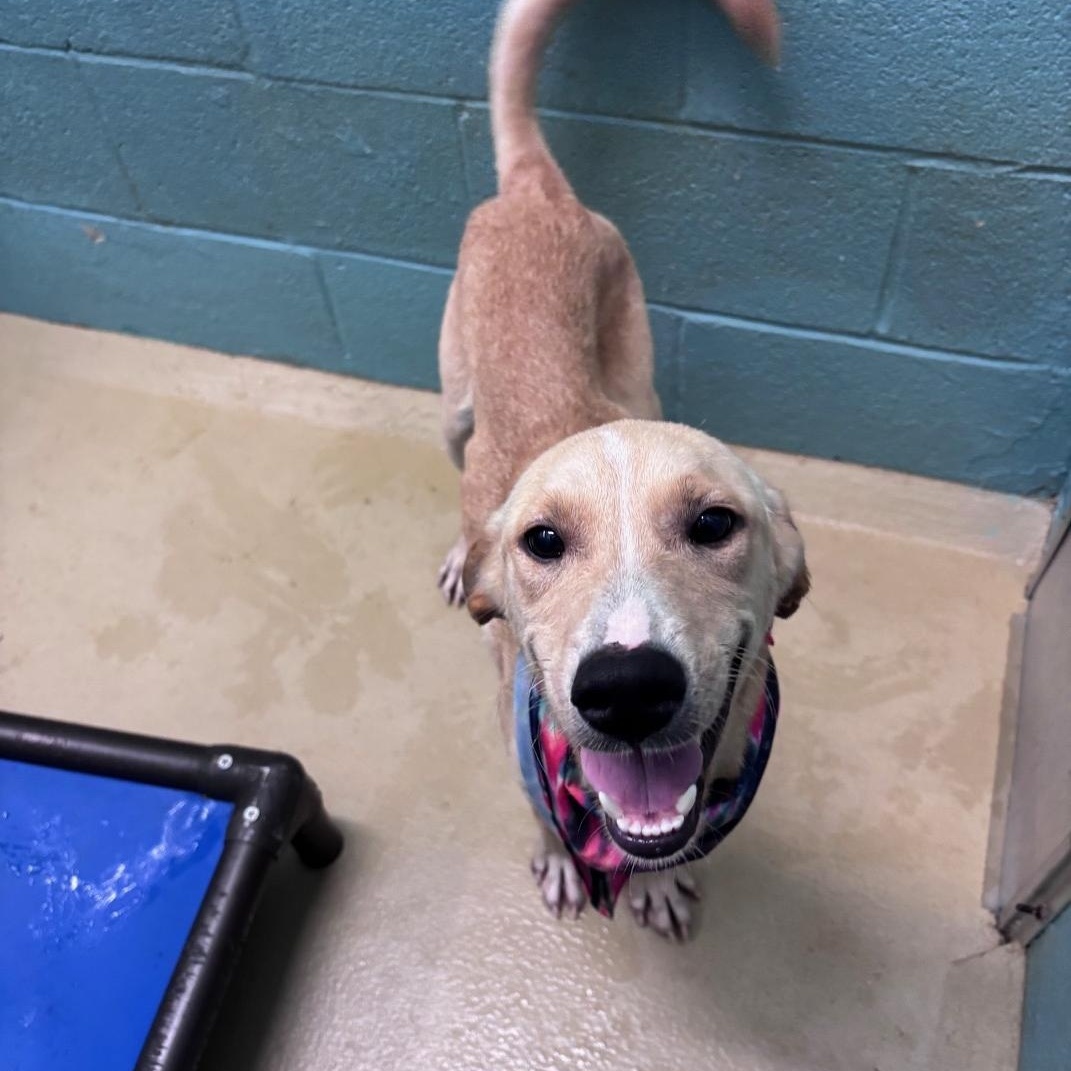 Enlarge Meatball, a Adoptable mixed breed in Marion, NC image 3/4