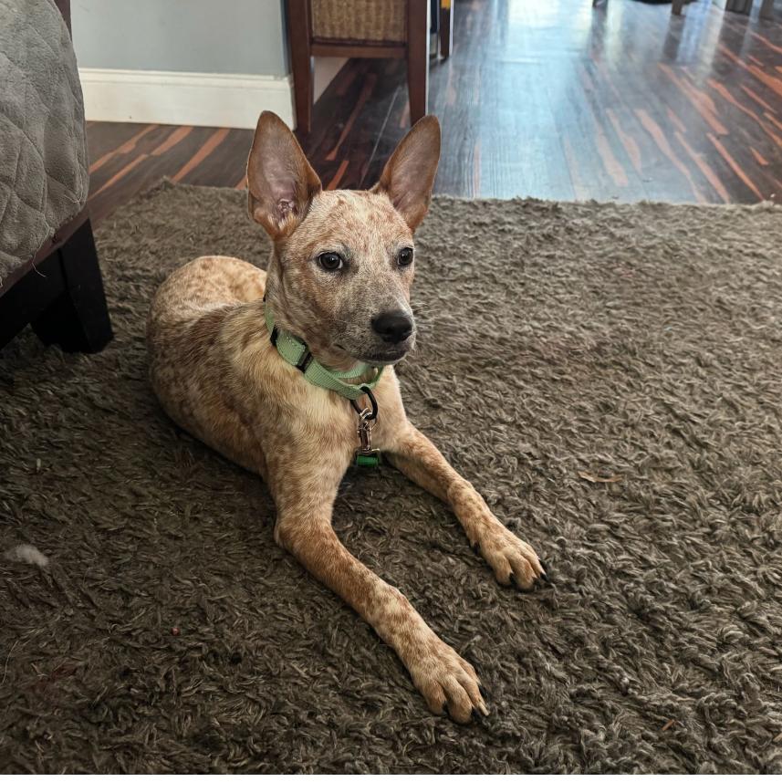 Enlarge AMORY, a Adoptable Australian Cattle Dog / Blue Heeler in Atco, NJ image 2/6