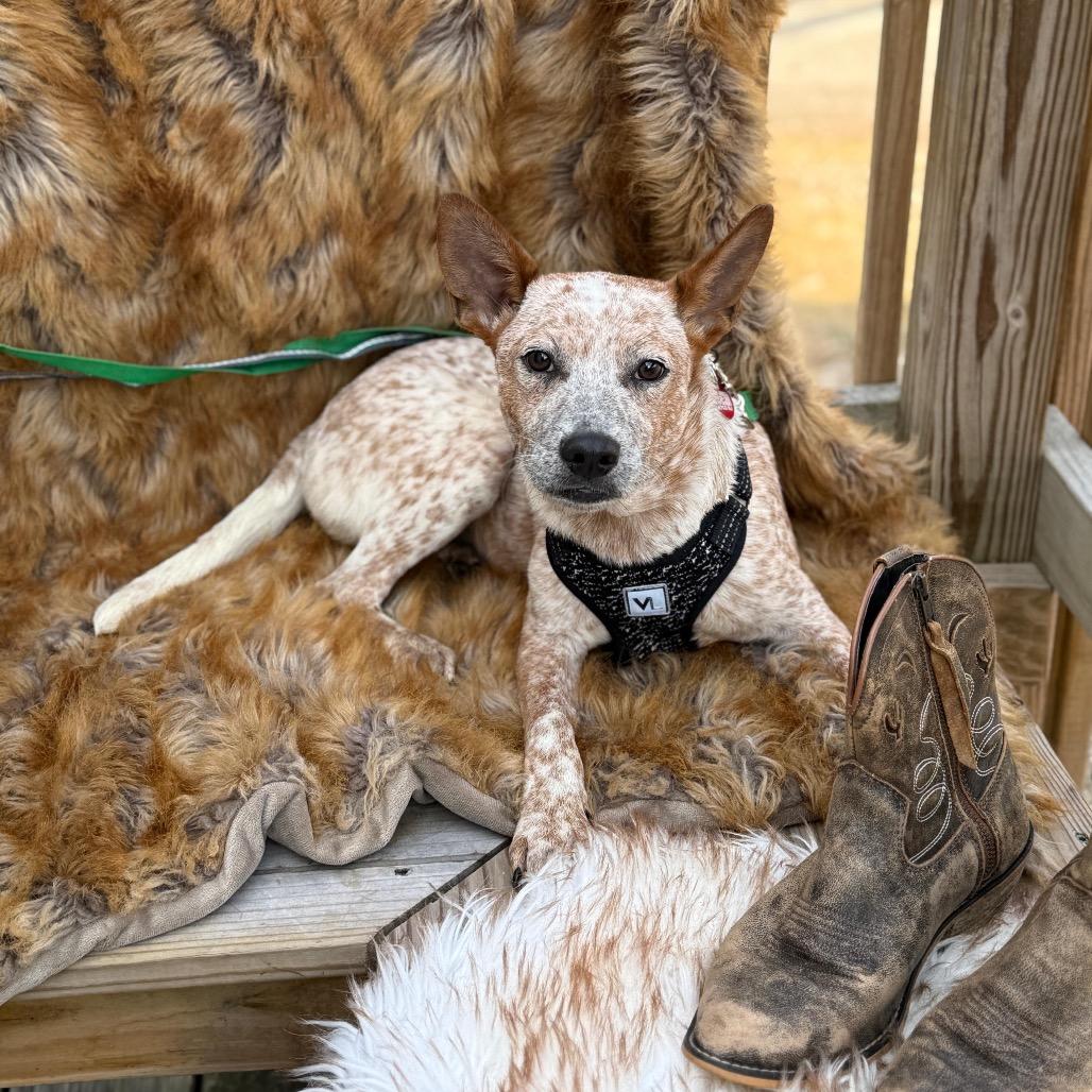 Enlarge AMORY, a Adoptable Australian Cattle Dog / Blue Heeler in Atco, NJ image 4/6