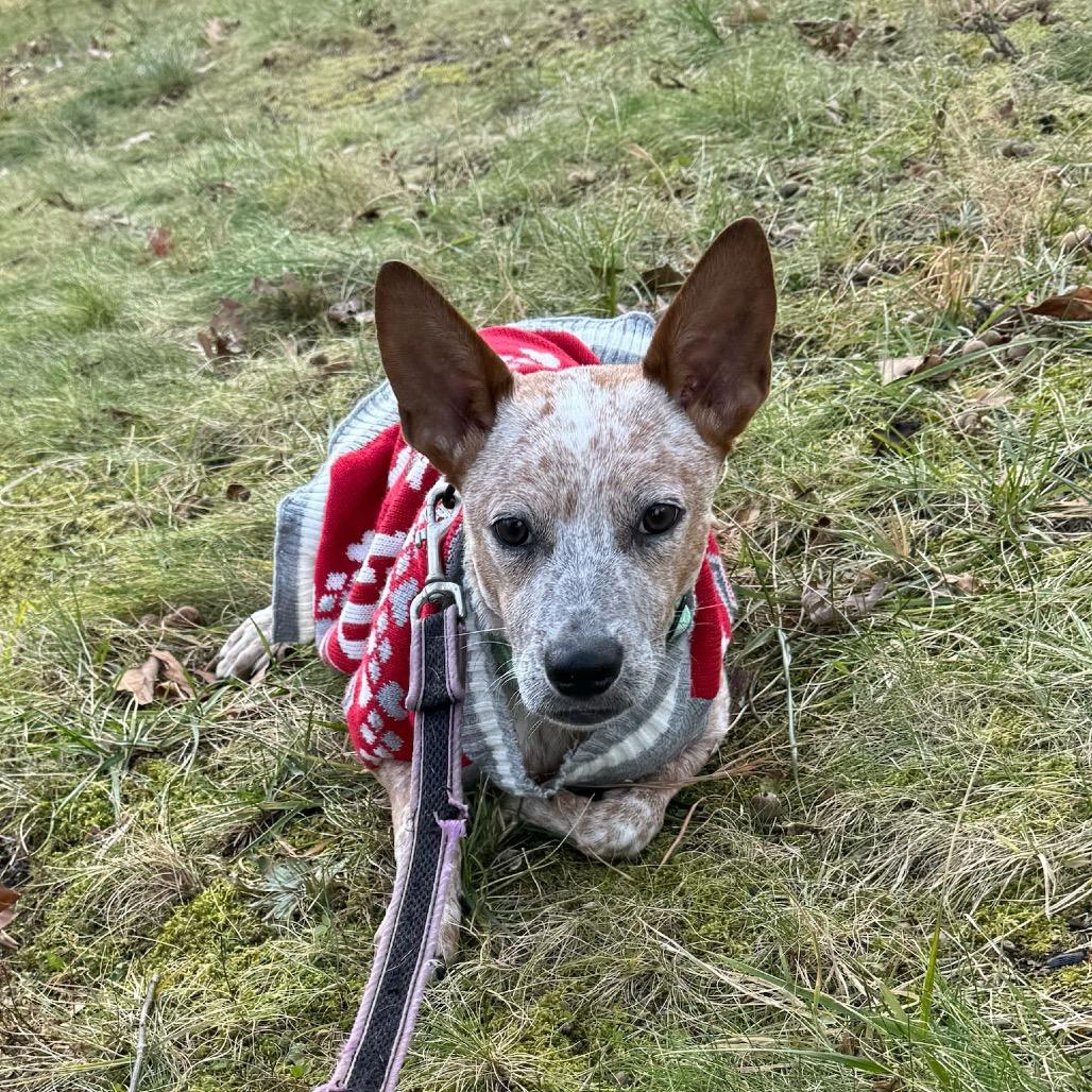 Enlarge AMORY, a Adoptable Australian Cattle Dog / Blue Heeler in Atco, NJ image 5/6