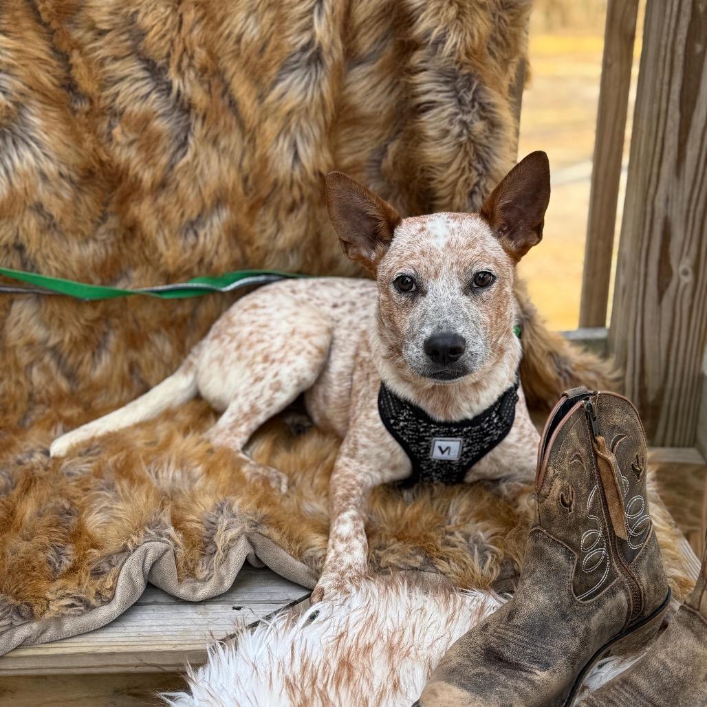 Enlarge AMORY, a Adoptable Australian Cattle Dog / Blue Heeler in Atco, NJ image 6/6