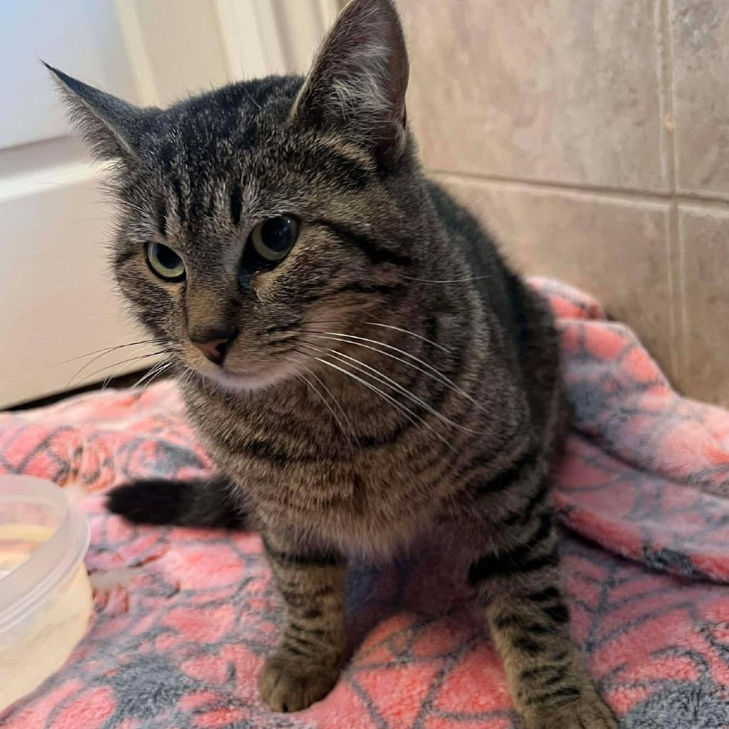 Milk, Adoptable, Adult Female Domestic Short Hair.