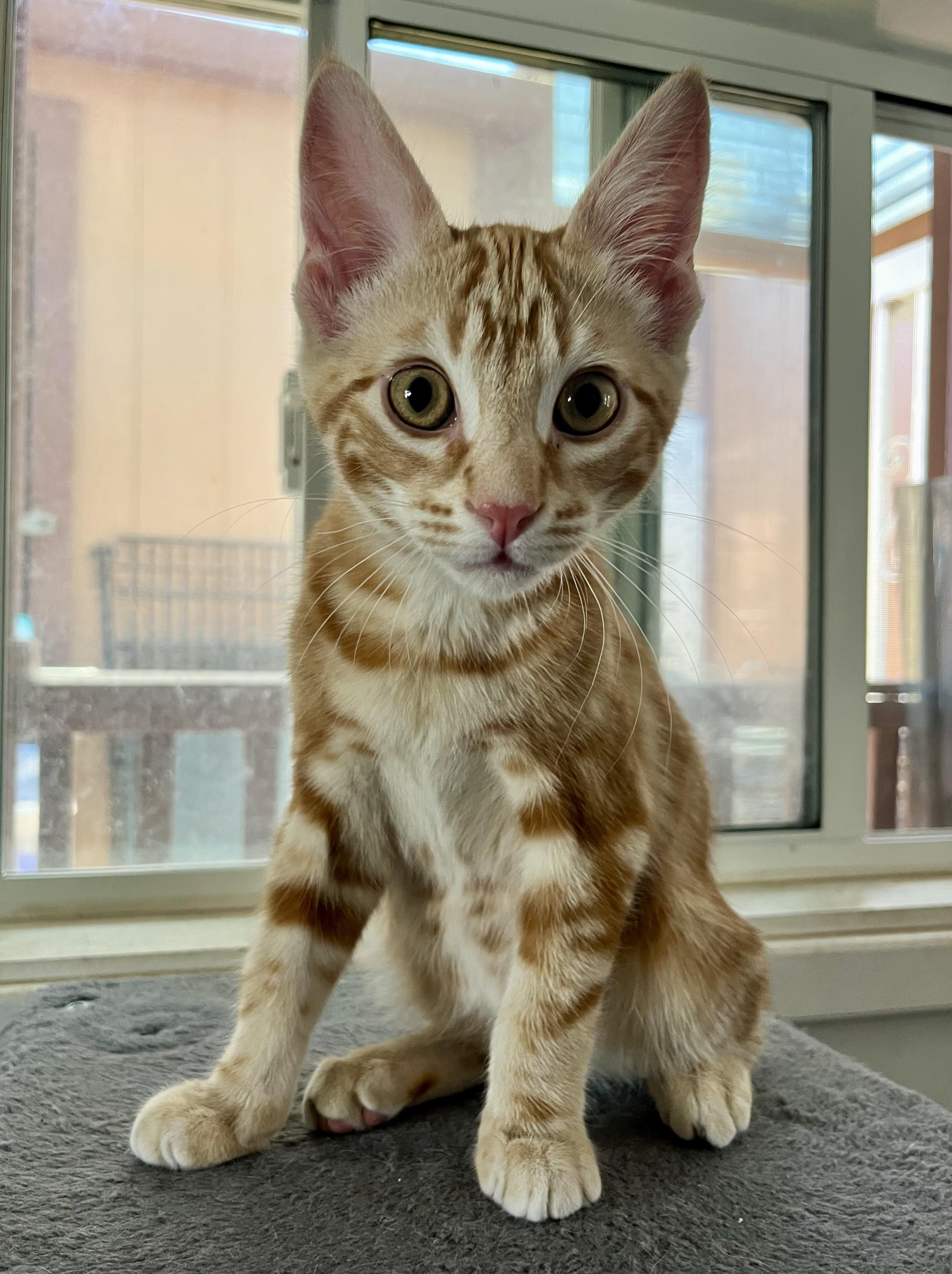 Saffron, an adopted Domestic Short Hair in Prescott, AZ image 2/6