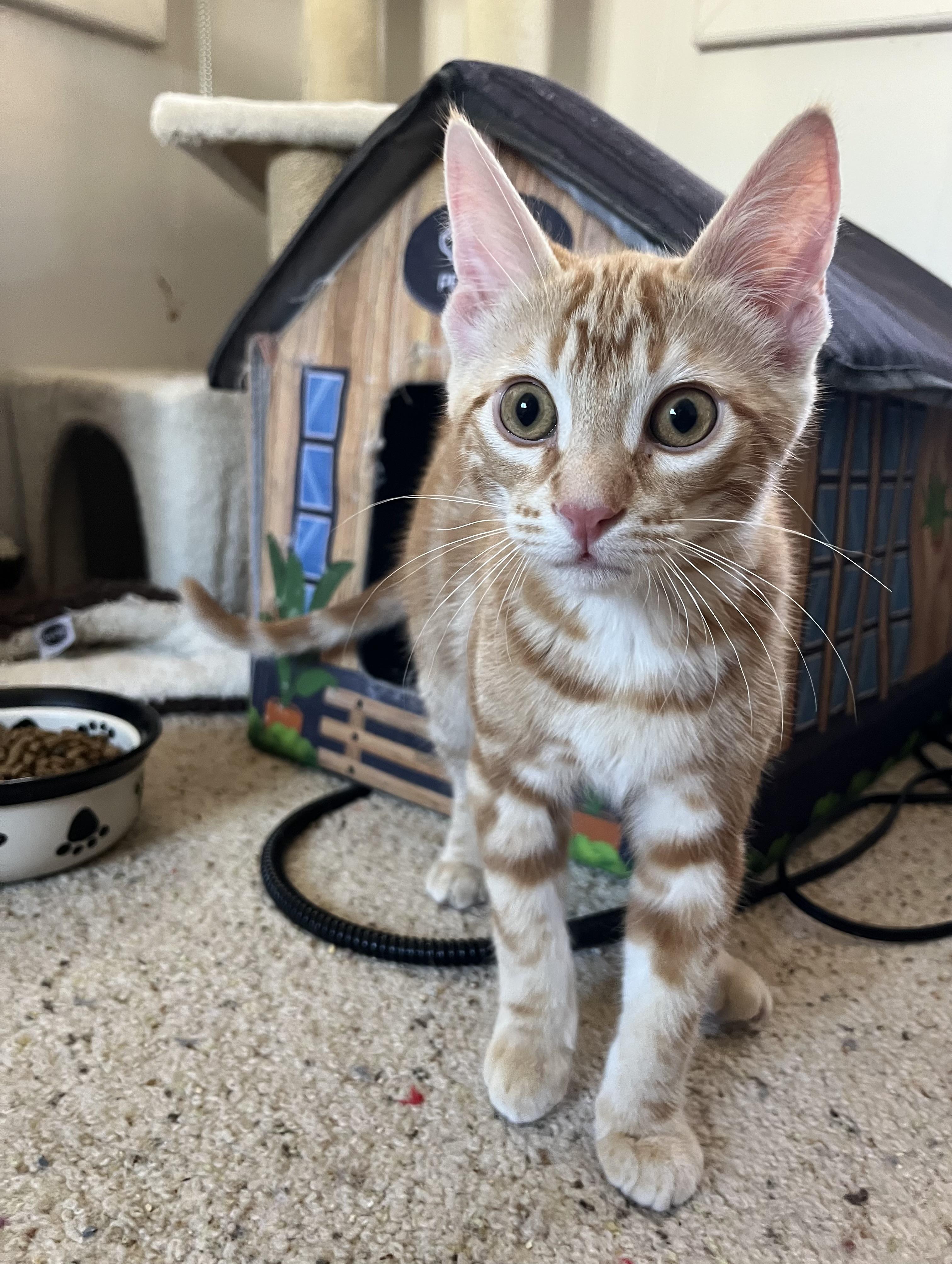 Saffron, an adopted Domestic Short Hair in Prescott, AZ image 3/6