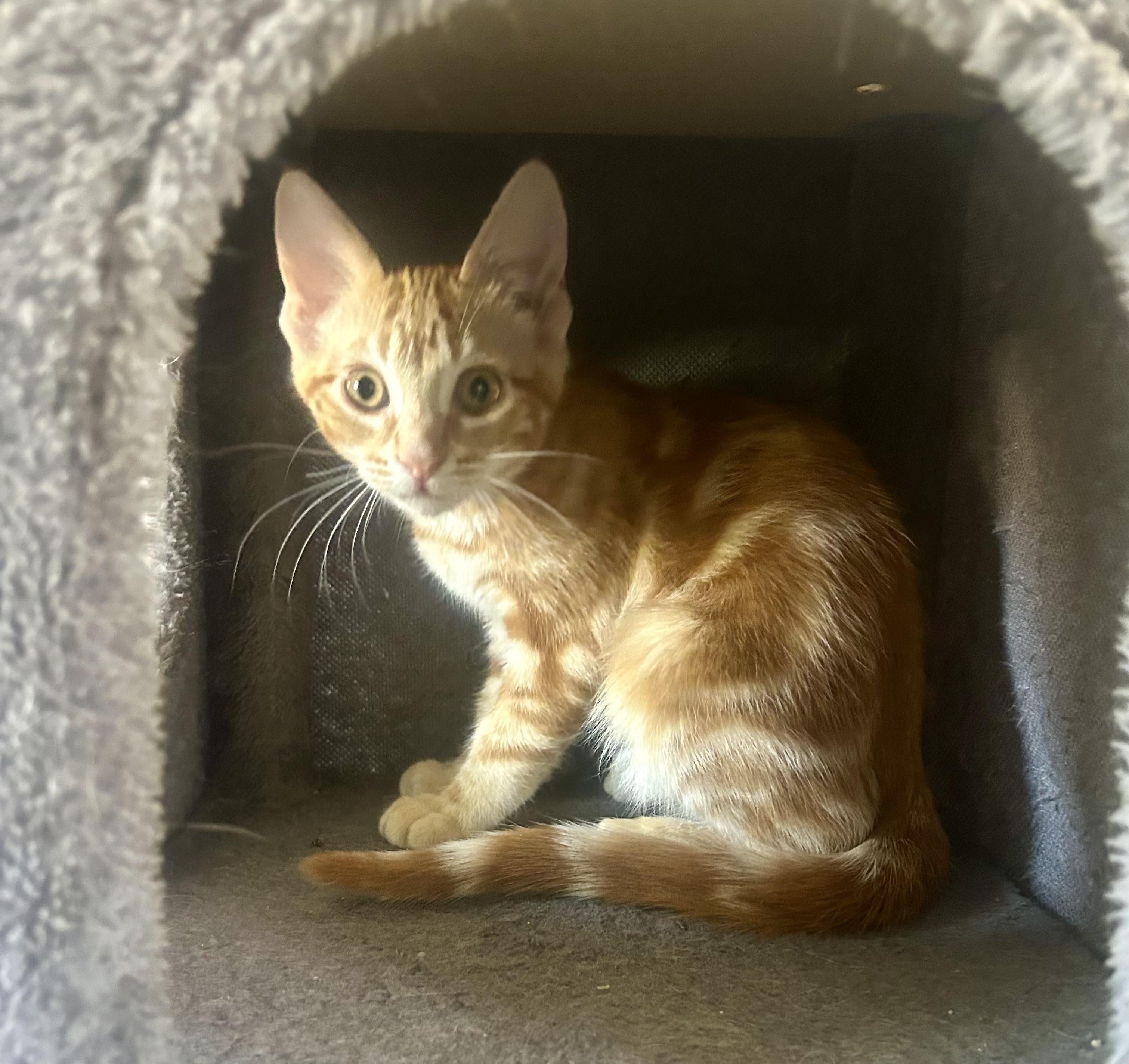 Saffron, an adopted Domestic Short Hair in Prescott, AZ image 4/6