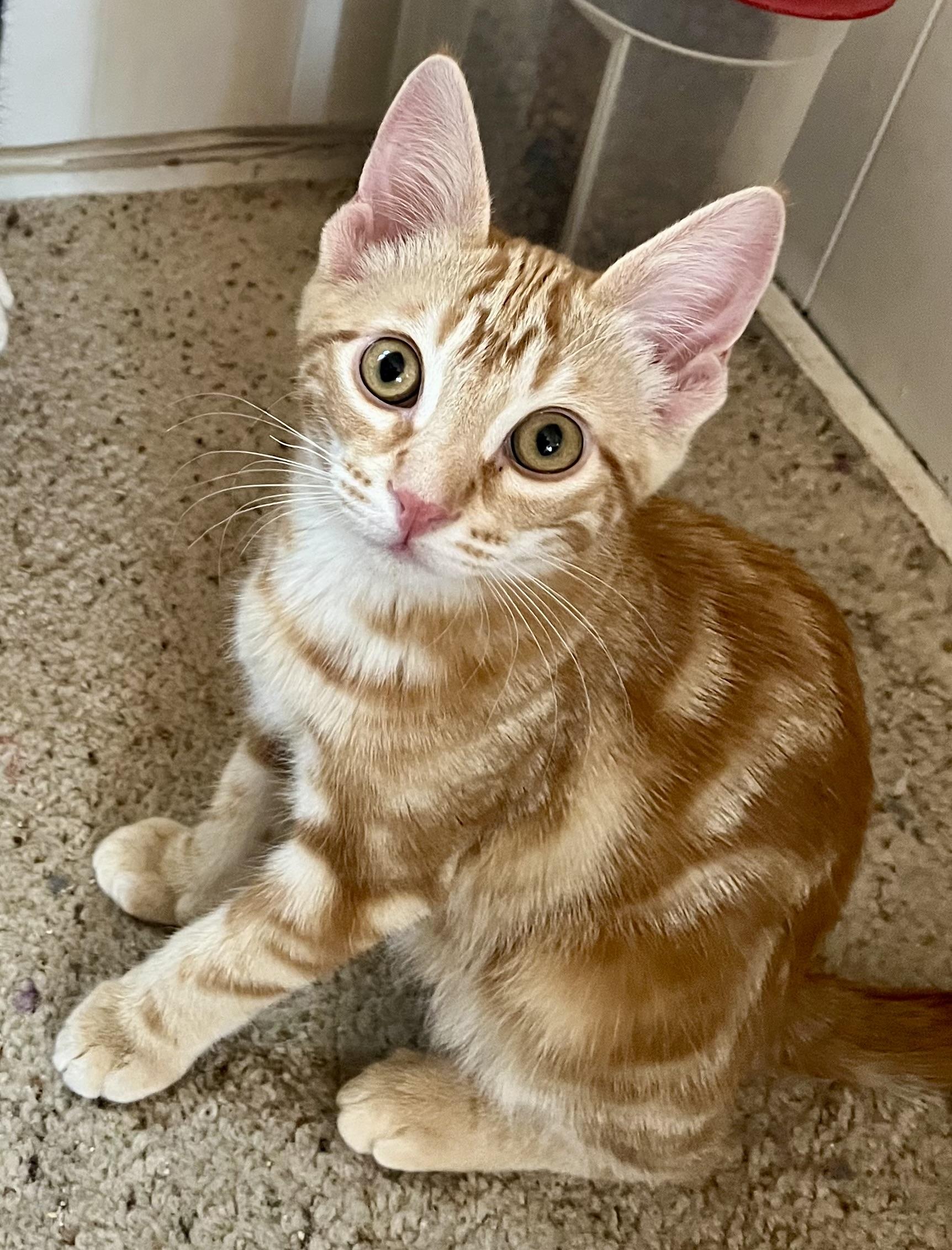 Saffron, adopted, Kitten Male Domestic Short Hair.
