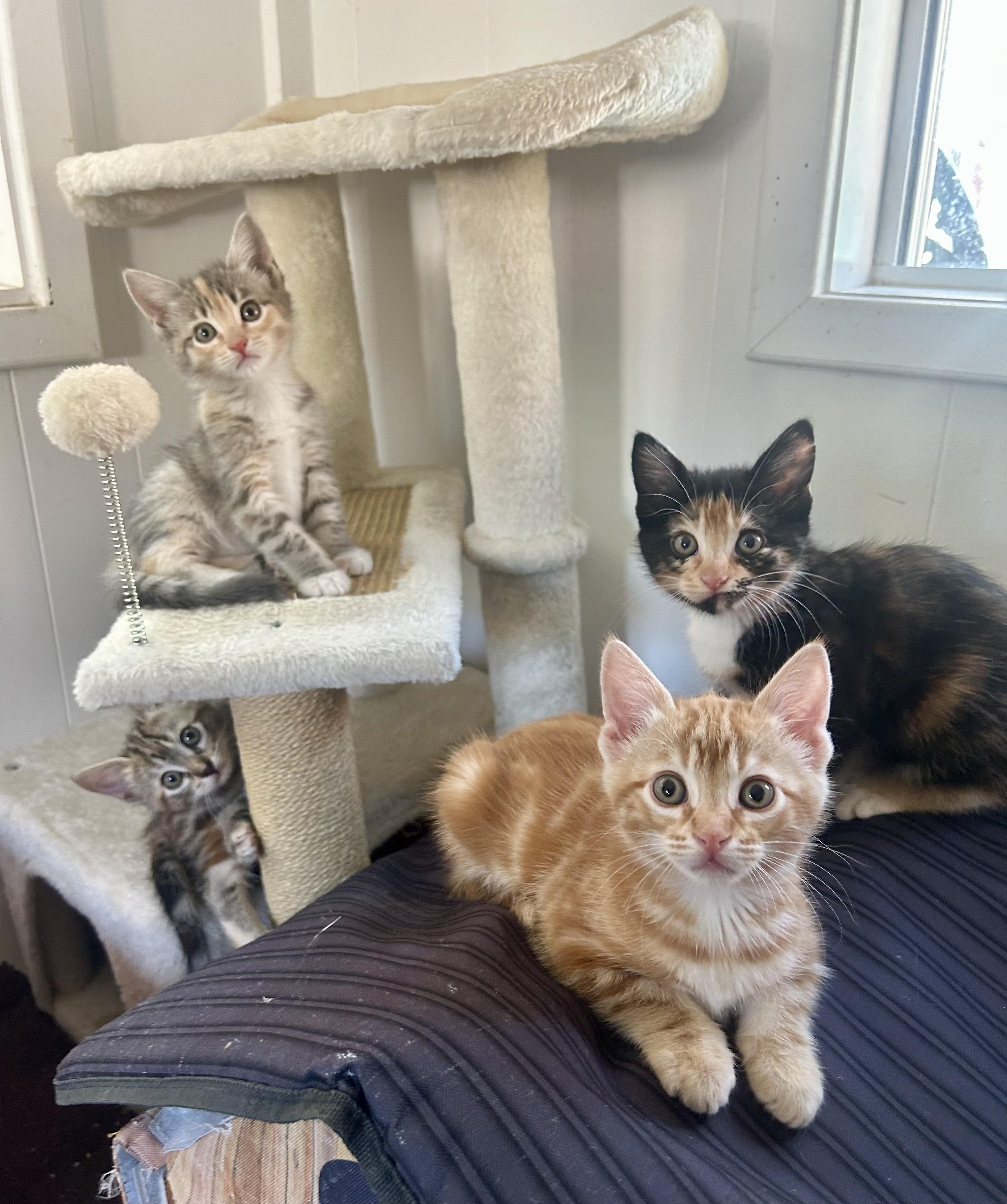 Saffron, an adopted Domestic Short Hair in Prescott, AZ image 6/6