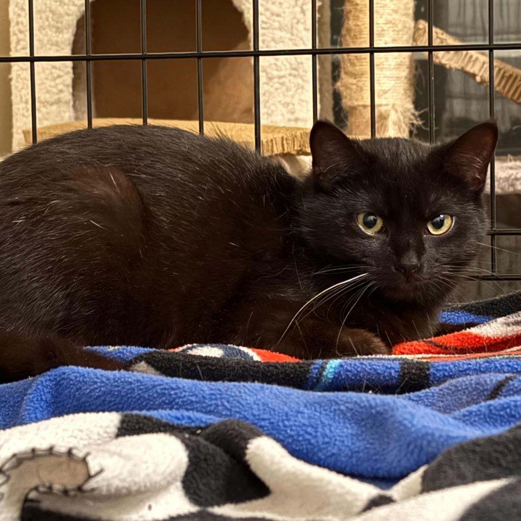 Enlarge Ocarina, a Adoptable Domestic Medium Hair in Oak Hill, WV image 1/1