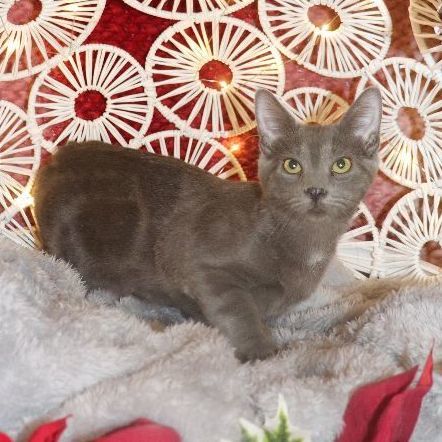 Aphrodite, a Adoptable Domestic Short Hair in Carneys Point, NJ image 2/2