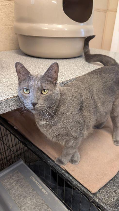 Apollo, a Adoptable Domestic Short Hair in Carneys Point, NJ image 1/2