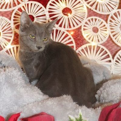 Aphrodite, Adoptable, Adult Female Domestic Short Hair.