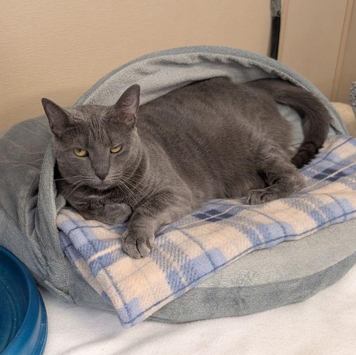 Apollo, a Adoptable Domestic Short Hair in Carneys Point, NJ image 2/2