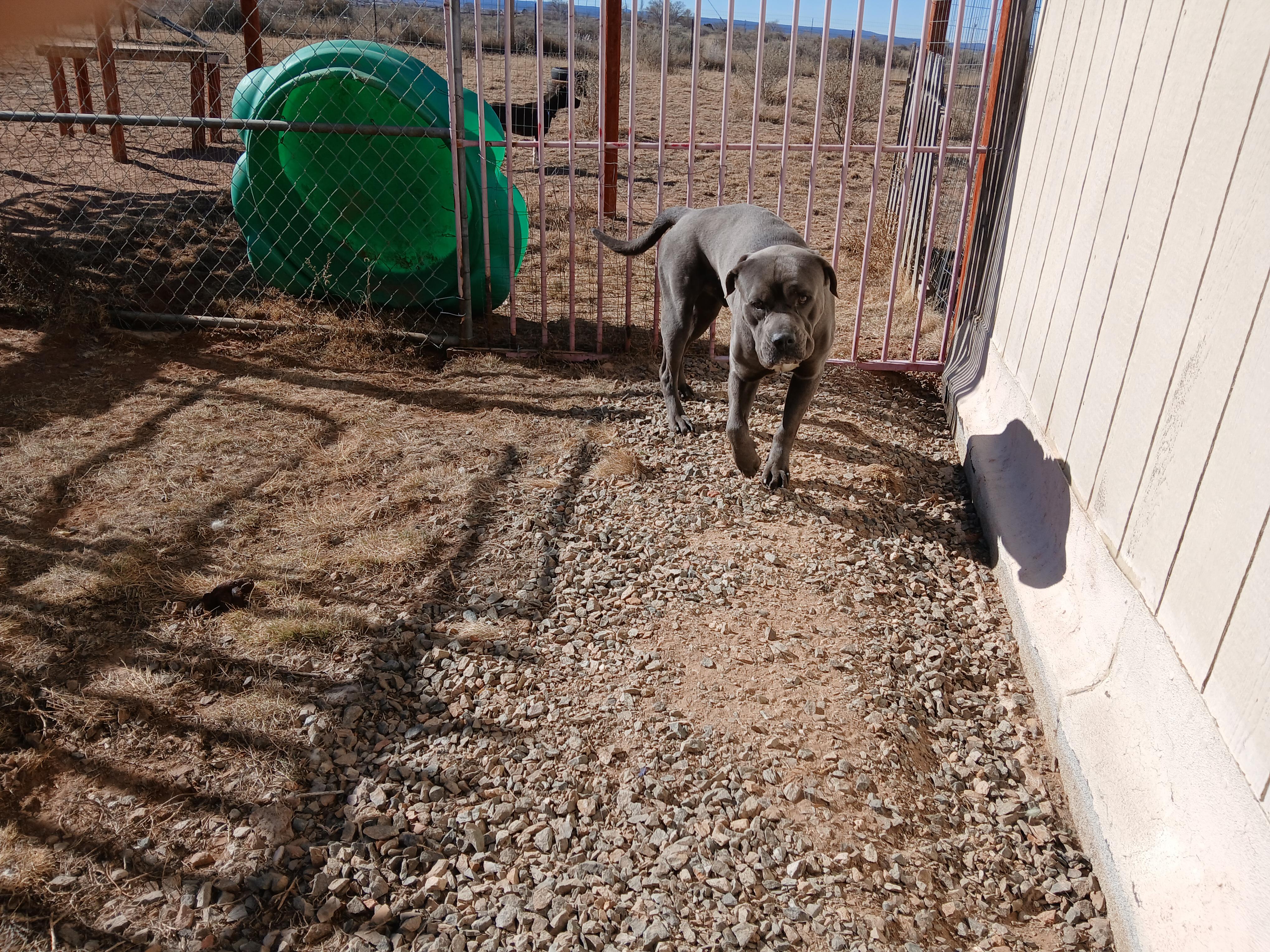 Ringo, ADOPTABLE, Young Male Cane Corso.