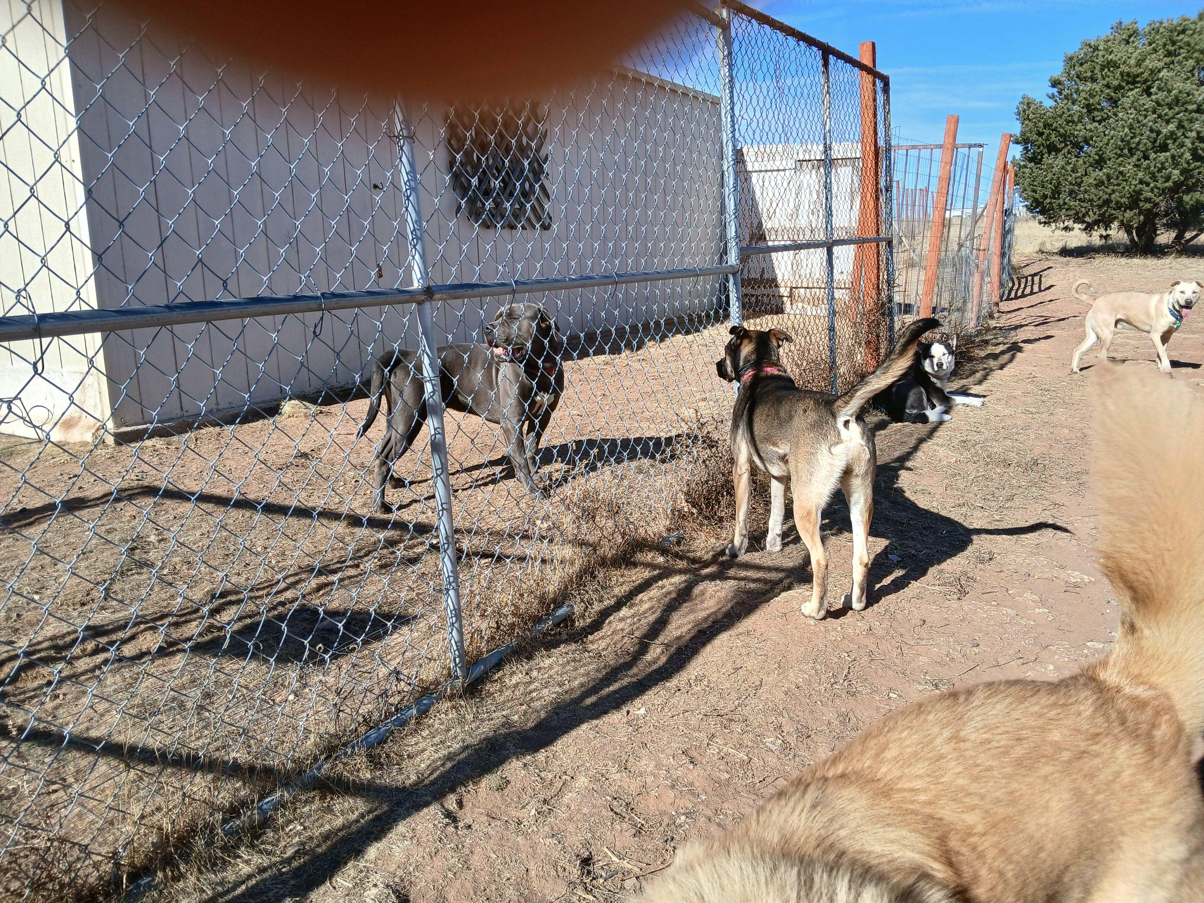 Enlarge Ringo, a ADOPTABLE mixed breed in Moriarty, NM image 2/4