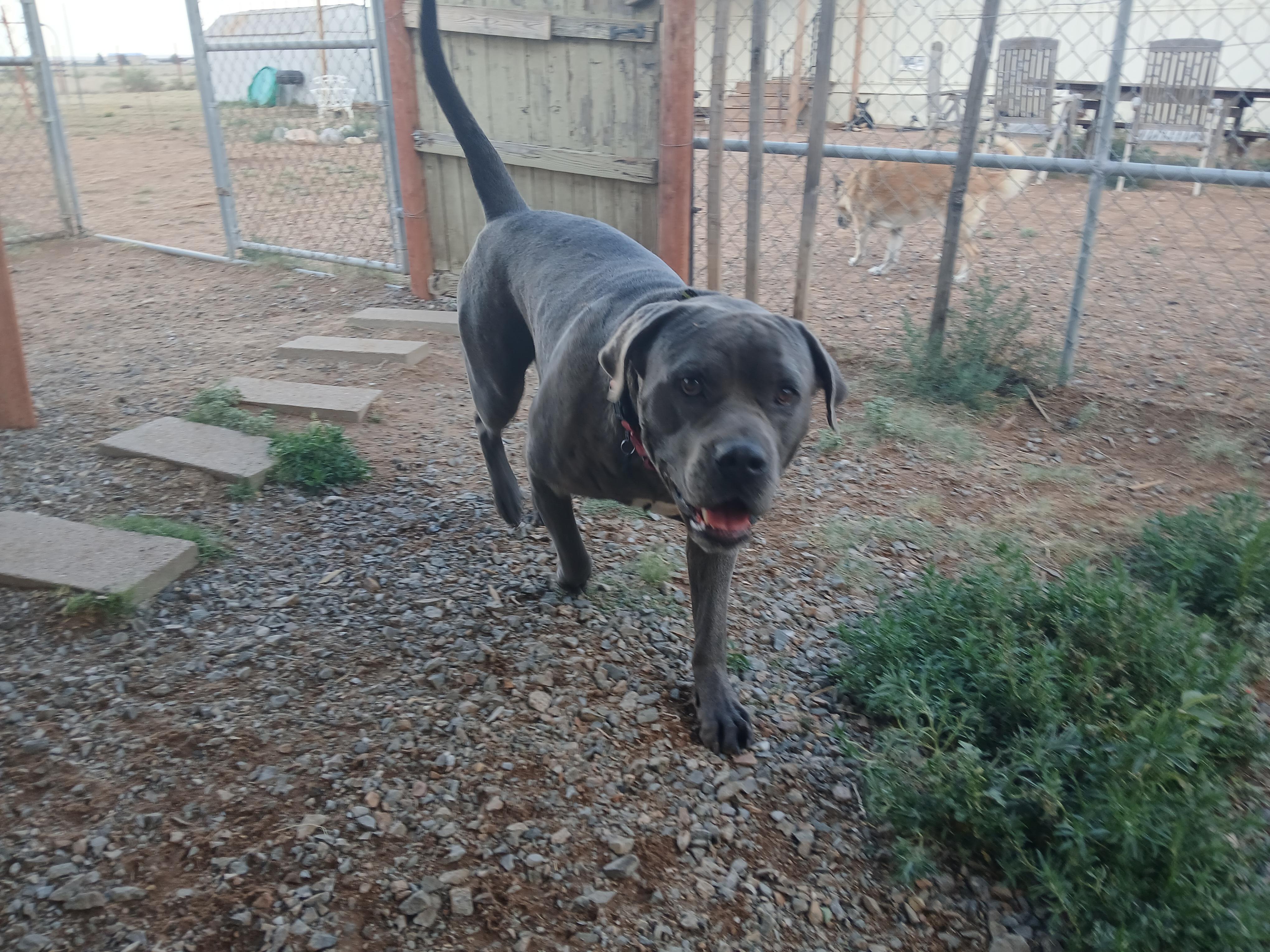 Enlarge Ringo, a Adoptable mixed breed in Moriarty, NM image 4/4