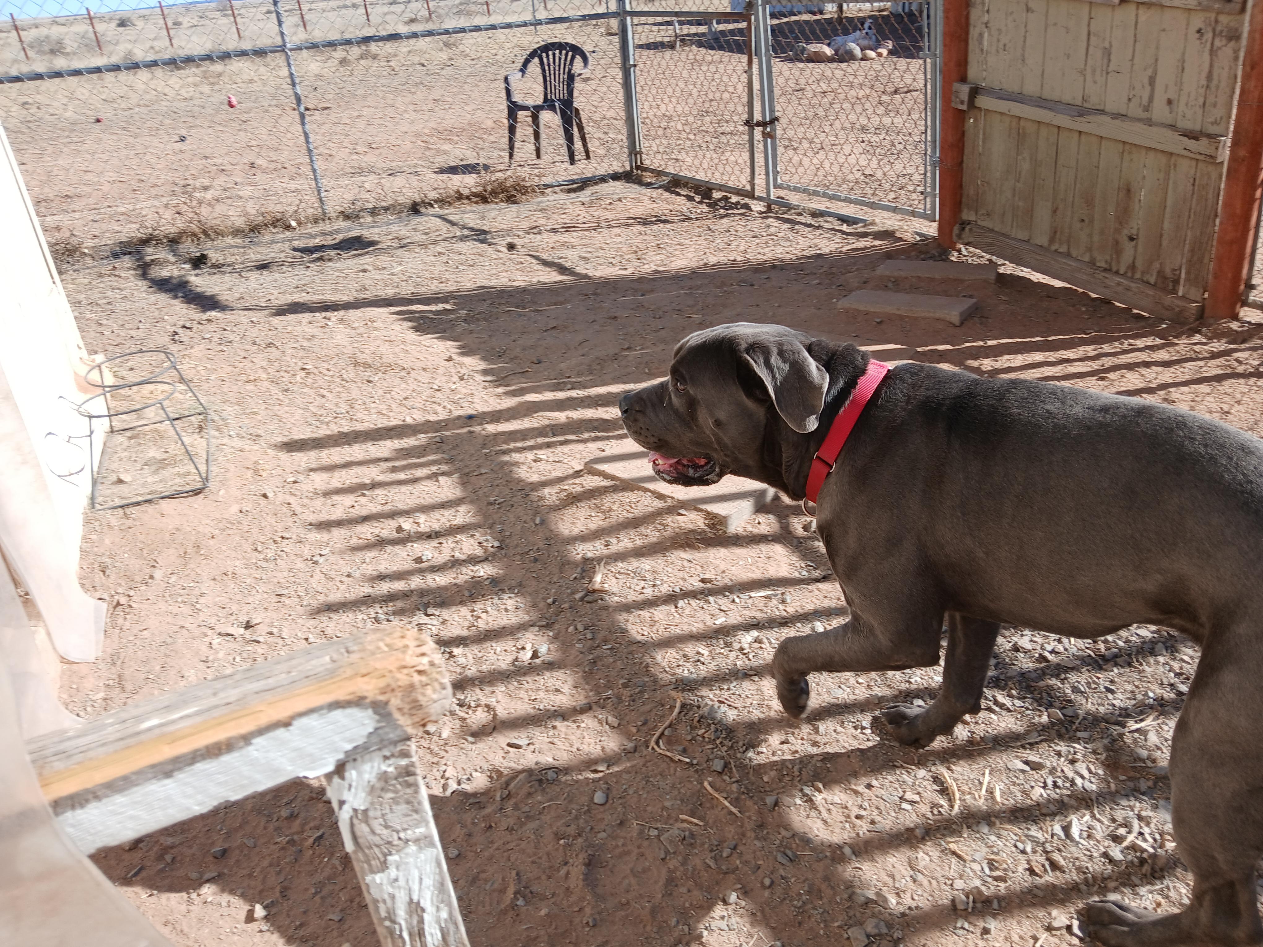 Enlarge Ringo, a ADOPTABLE mixed breed in Moriarty, NM image 3/4
