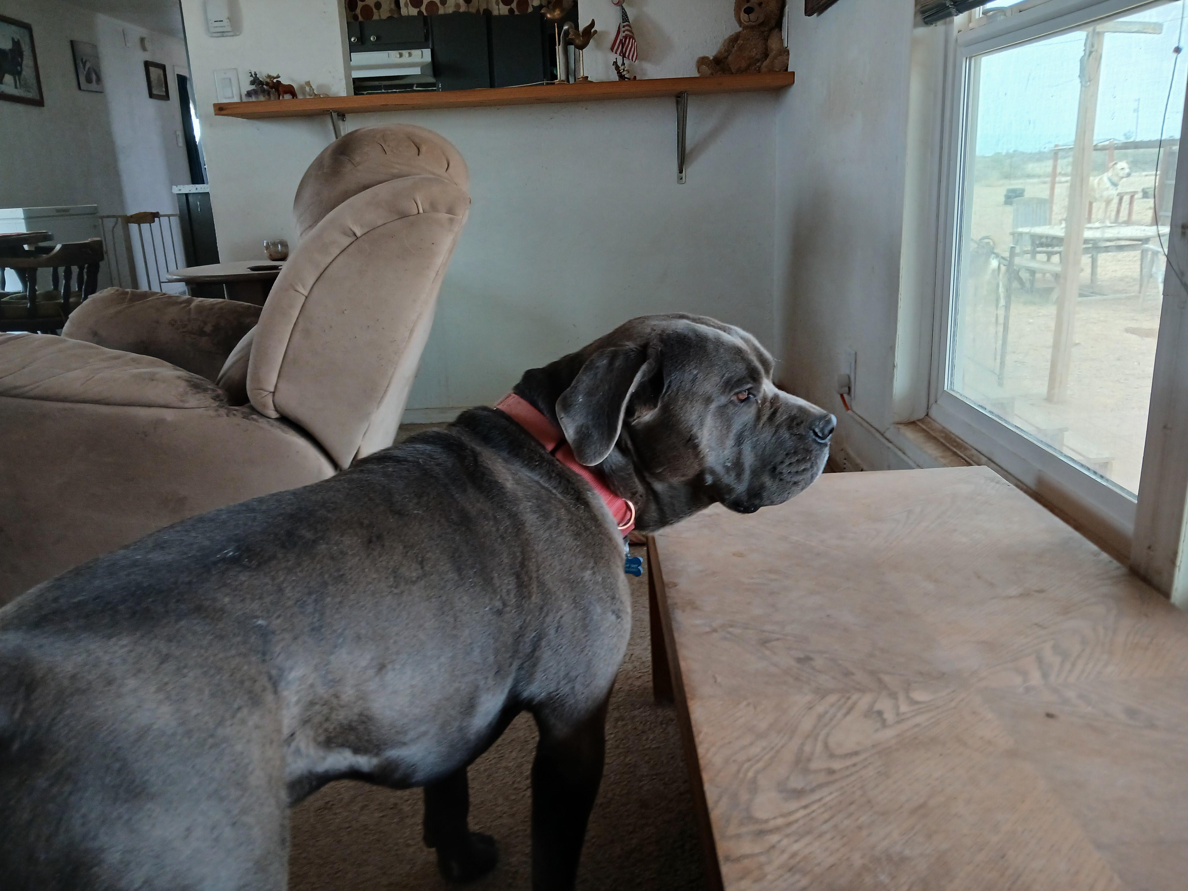 Ringo, a ADOPTABLE mixed breed in Moriarty, NM image 4/4