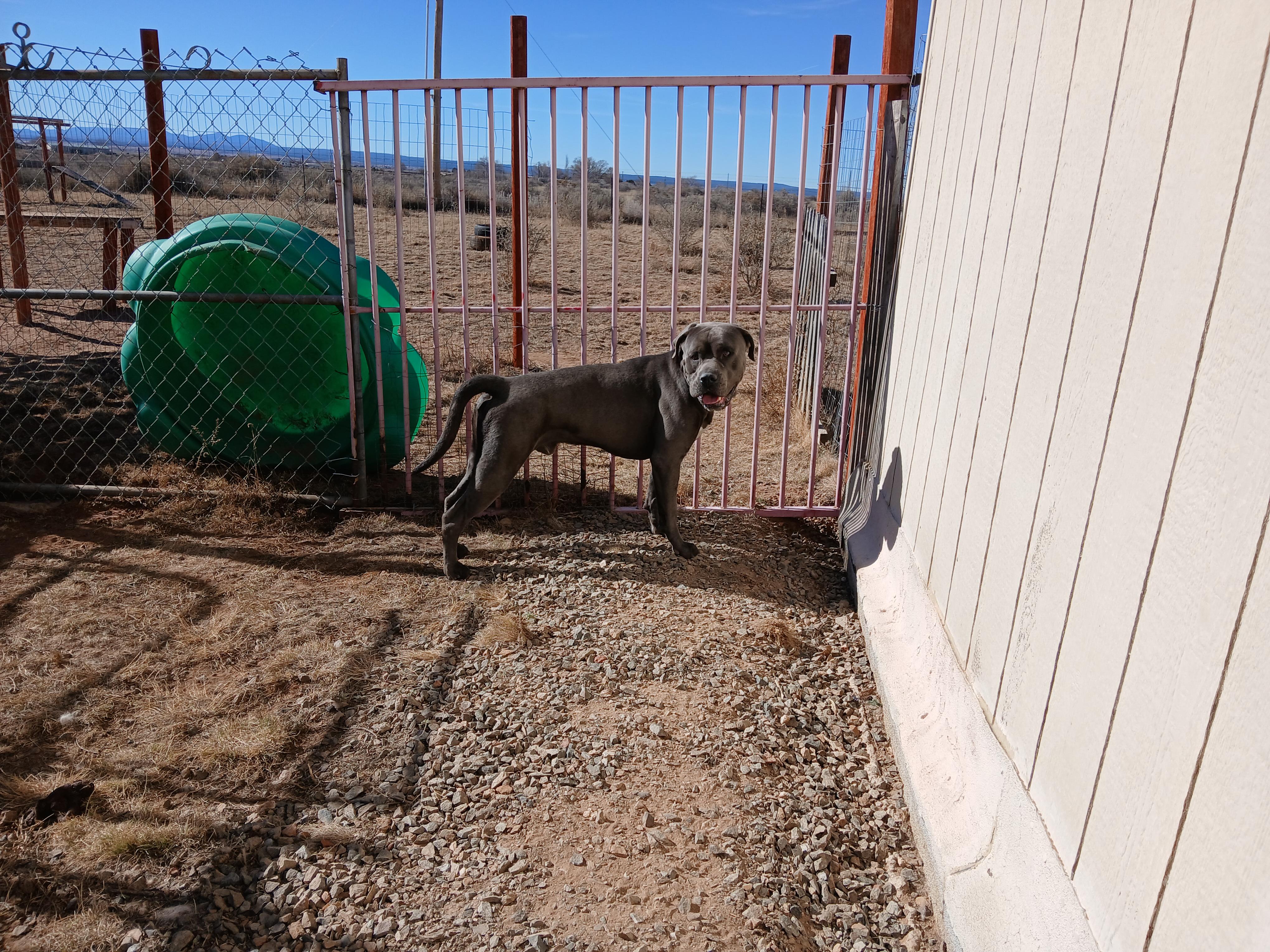 Enlarge Ringo, a ADOPTABLE mixed breed in Moriarty, NM image 4/4