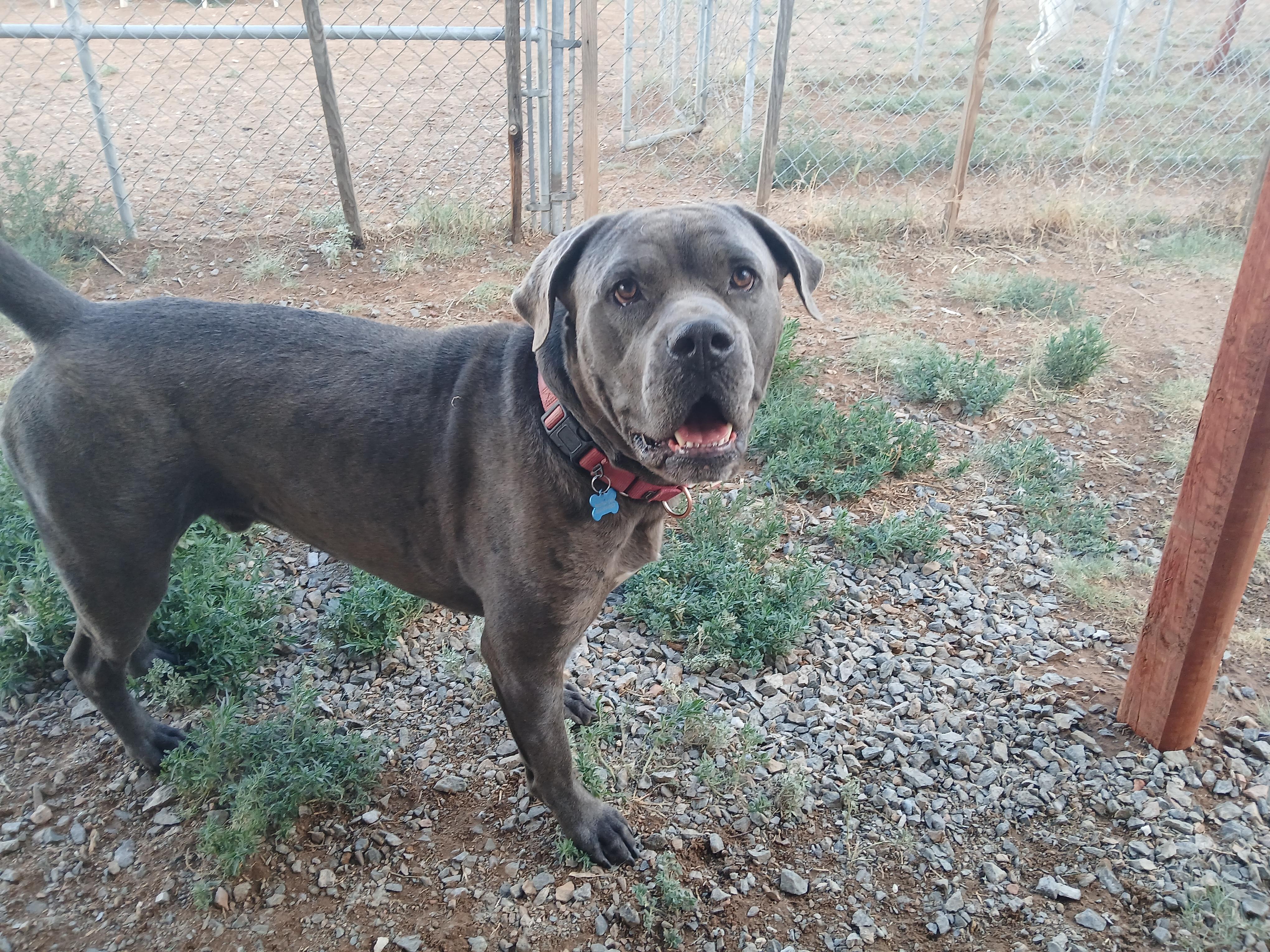 Enlarge Ringo, a Adoptable mixed breed in Moriarty, NM image 1/4