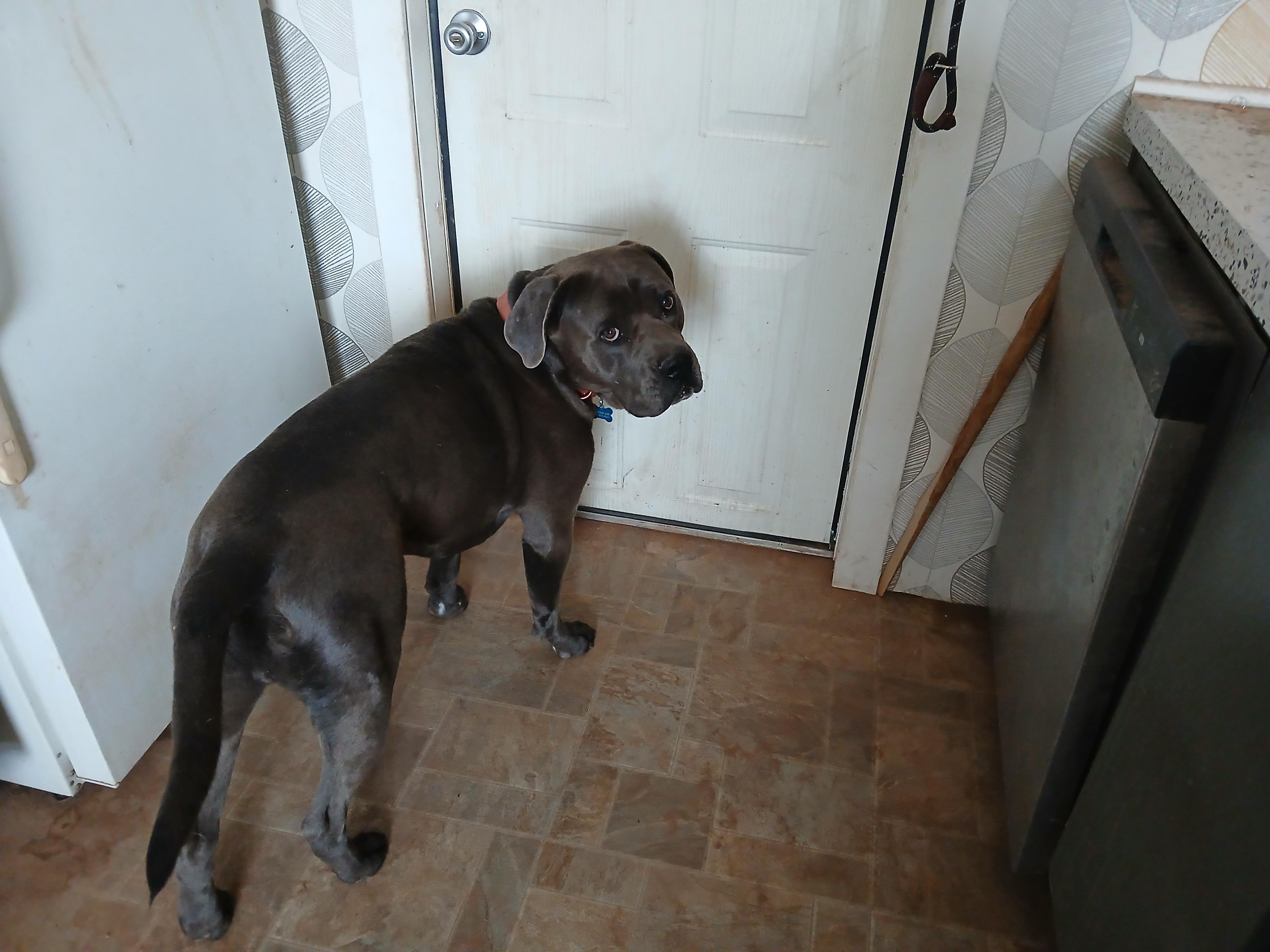 Ringo, a ADOPTABLE mixed breed in Moriarty, NM image 3/4