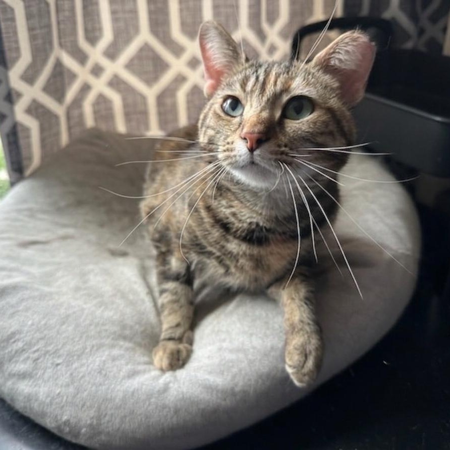 Enlarge Nutmeg, a ADOPTABLE Domestic Short Hair in Indianapolis, IN image 3/6