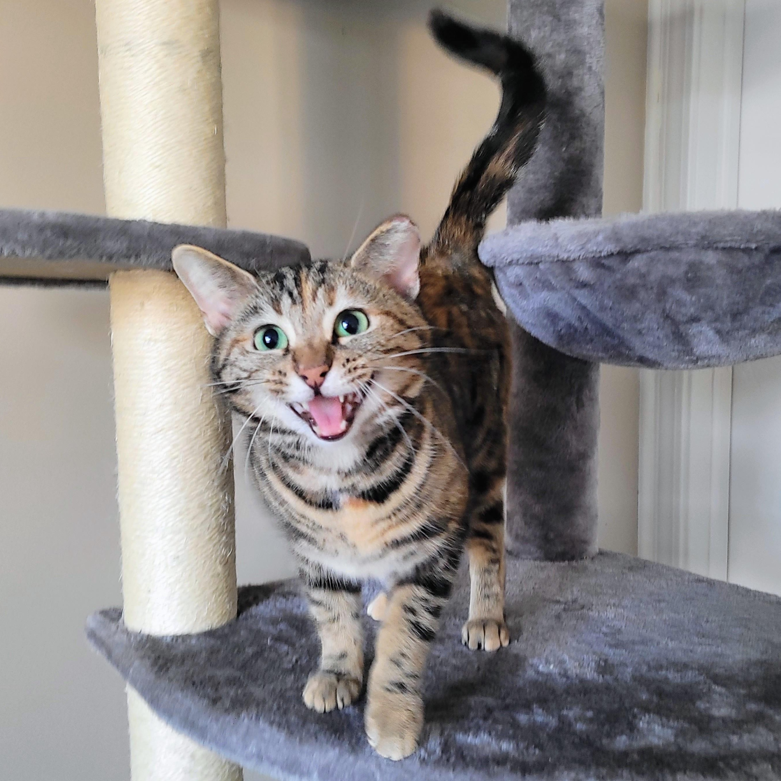 Enlarge Nutmeg, a ADOPTABLE Domestic Short Hair in Indianapolis, IN image 2/4