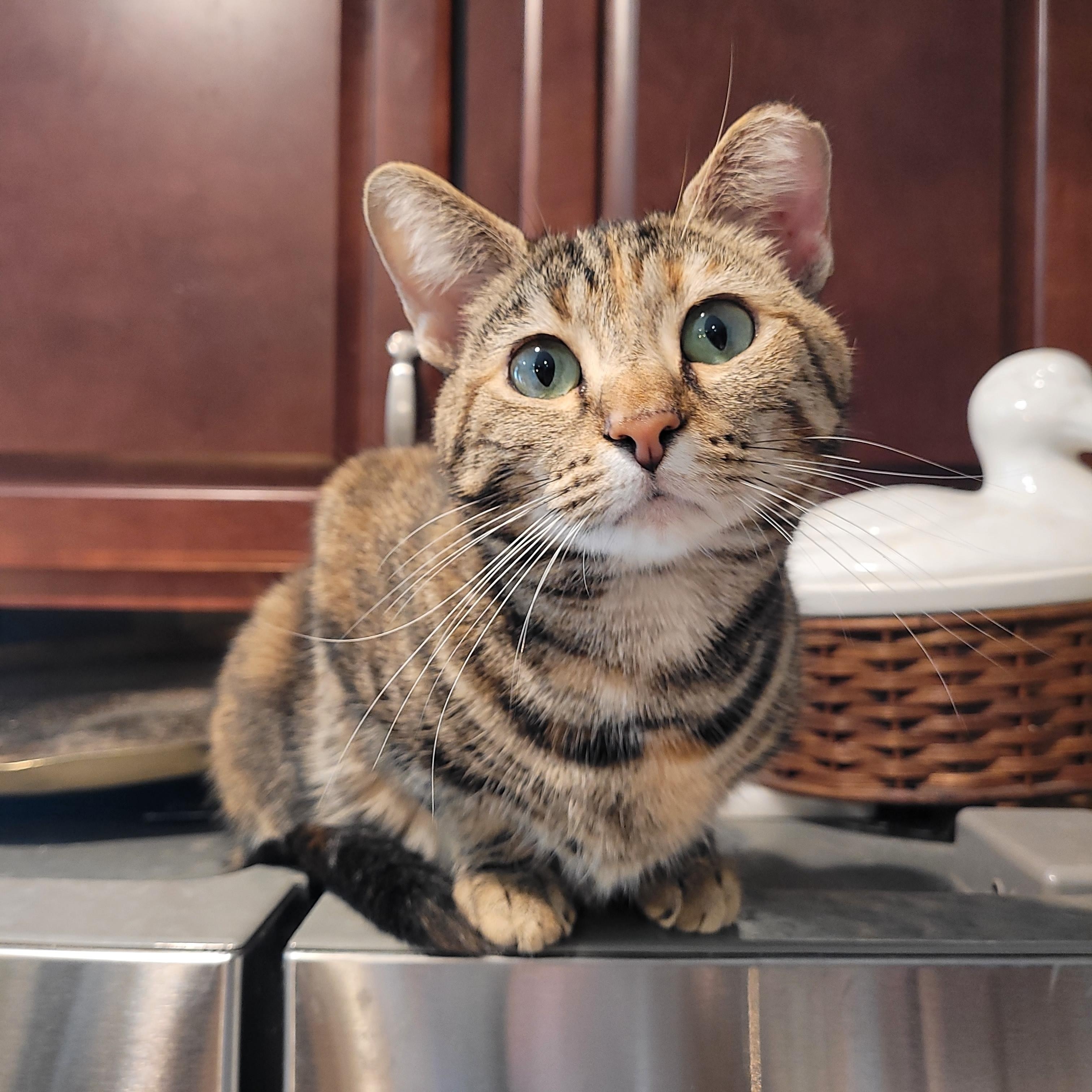 Nutmeg, a ADOPTABLE Domestic Short Hair in Indianapolis, IN image 3/6