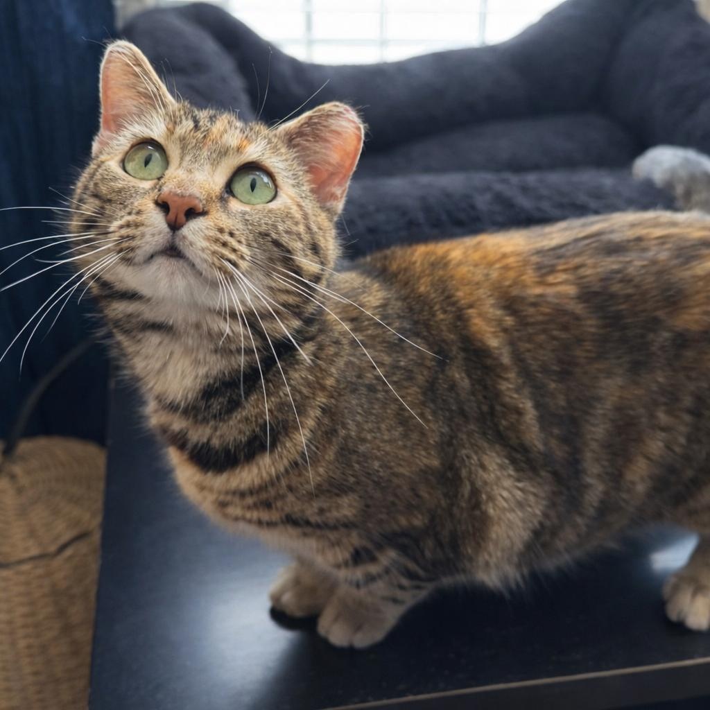 Nutmeg, ADOPTABLE, Young Female Domestic Short Hair.