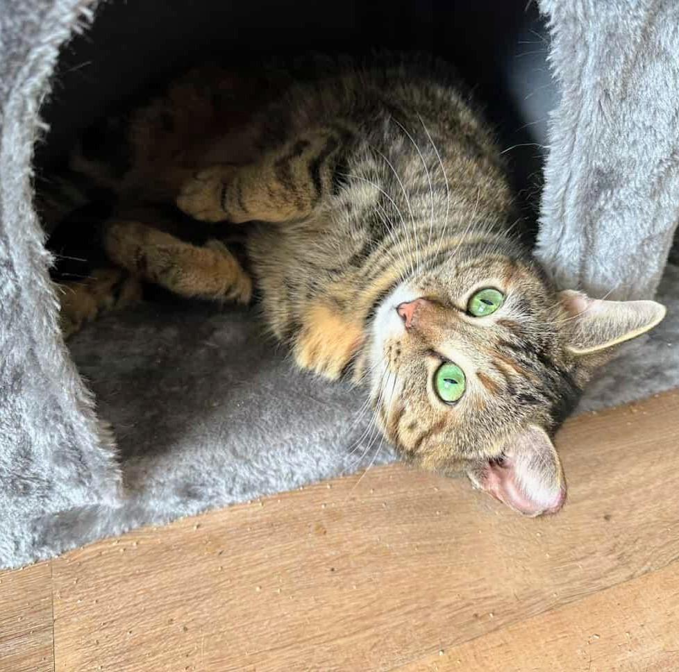 Enlarge Nutmeg, a ADOPTABLE Domestic Short Hair in Indianapolis, IN image 3/4