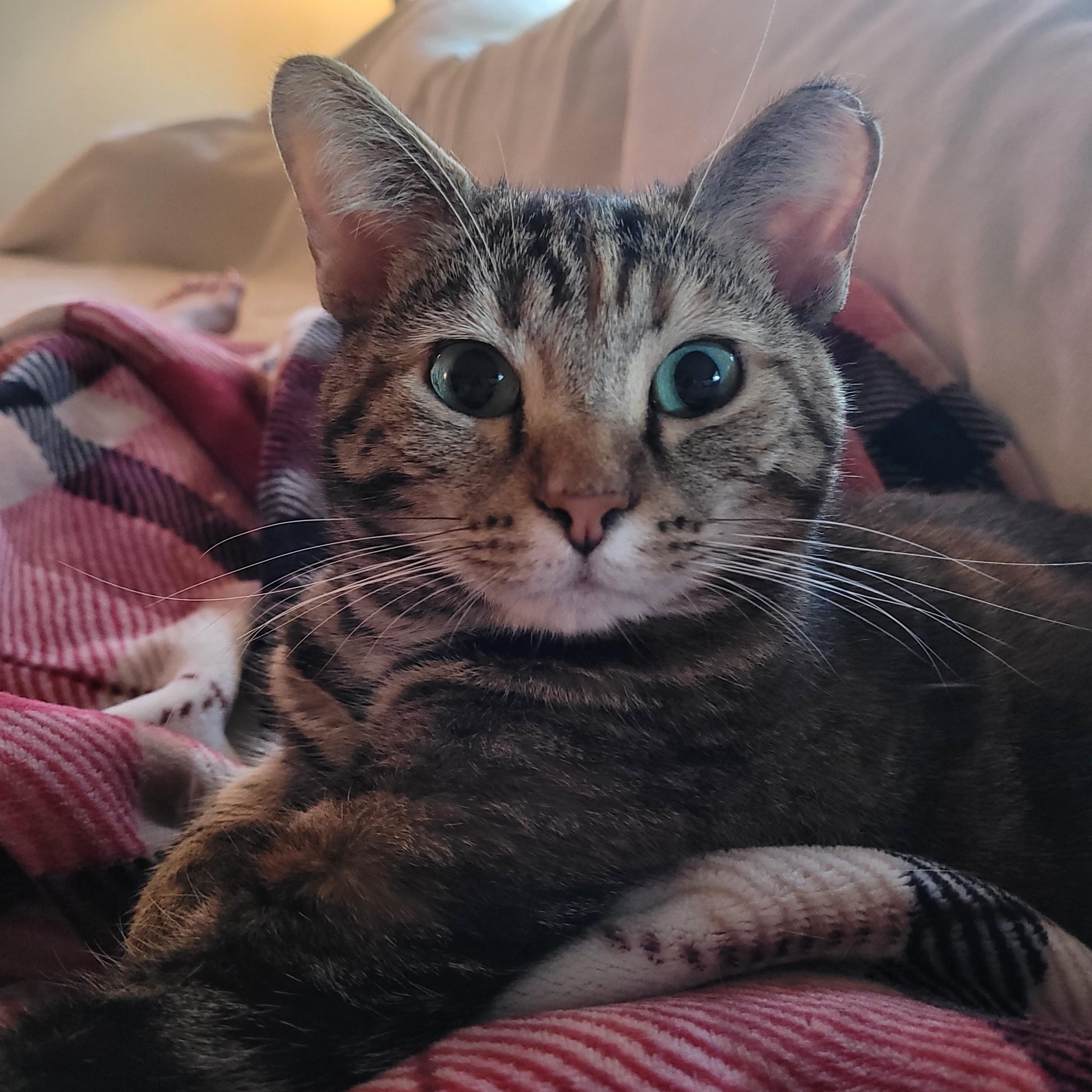 Nutmeg, ADOPTABLE, Young Female Domestic Short Hair.