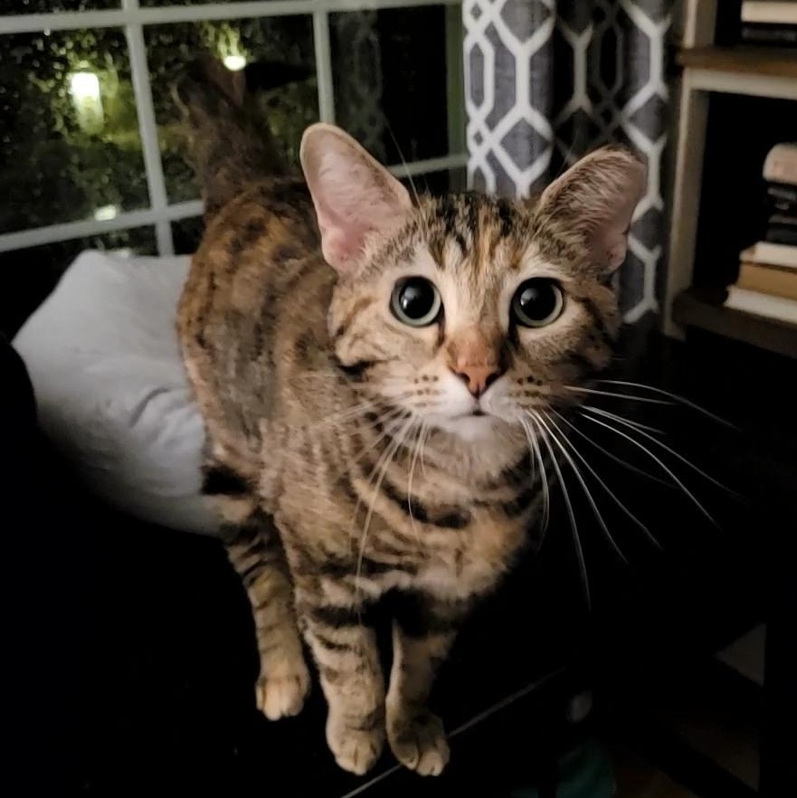 Enlarge Nutmeg, a ADOPTABLE Domestic Short Hair in Indianapolis, IN image 4/5
