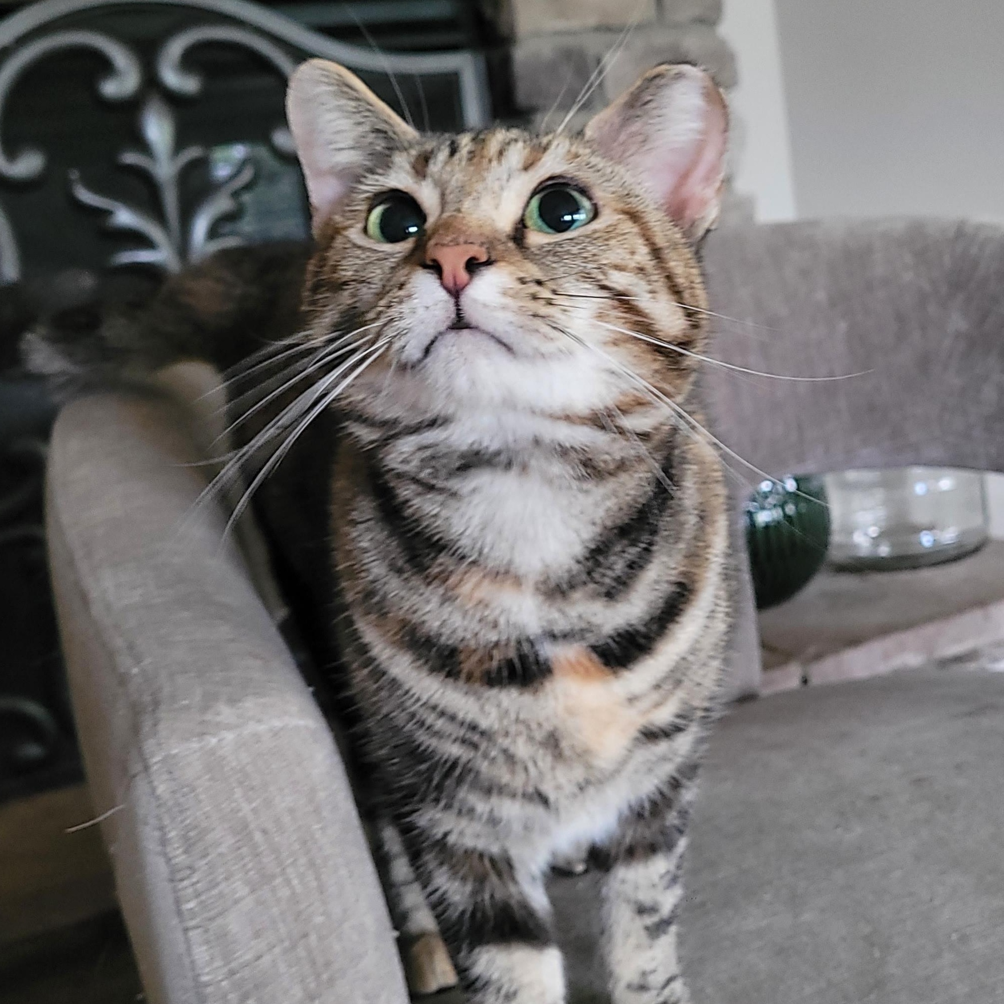 Nutmeg, ADOPTABLE, Young Female Domestic Short Hair.