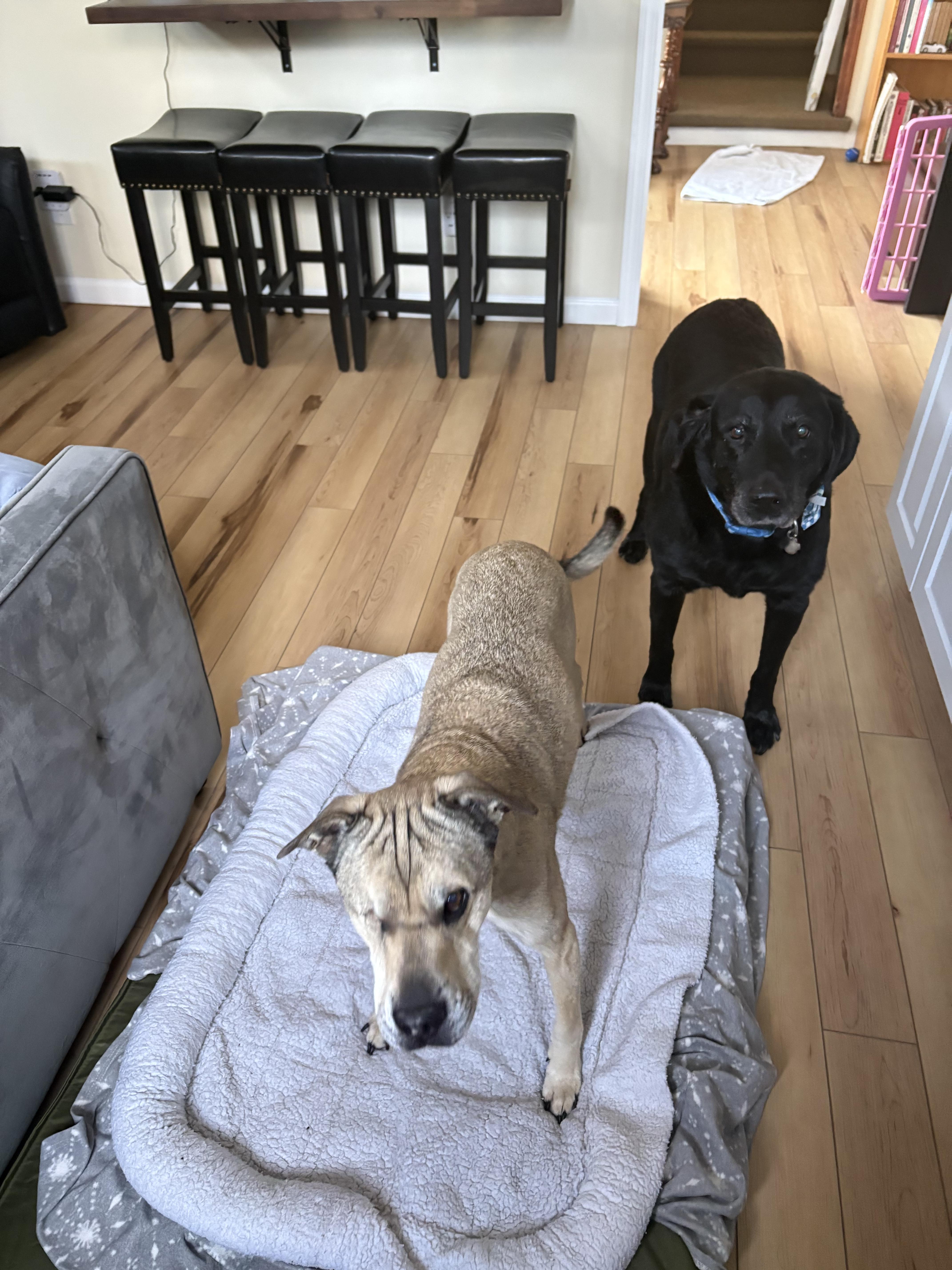 Enlarge Stewie, a ADOPTABLE Black Labrador Retriever in Oceanport, NJ image 2/6