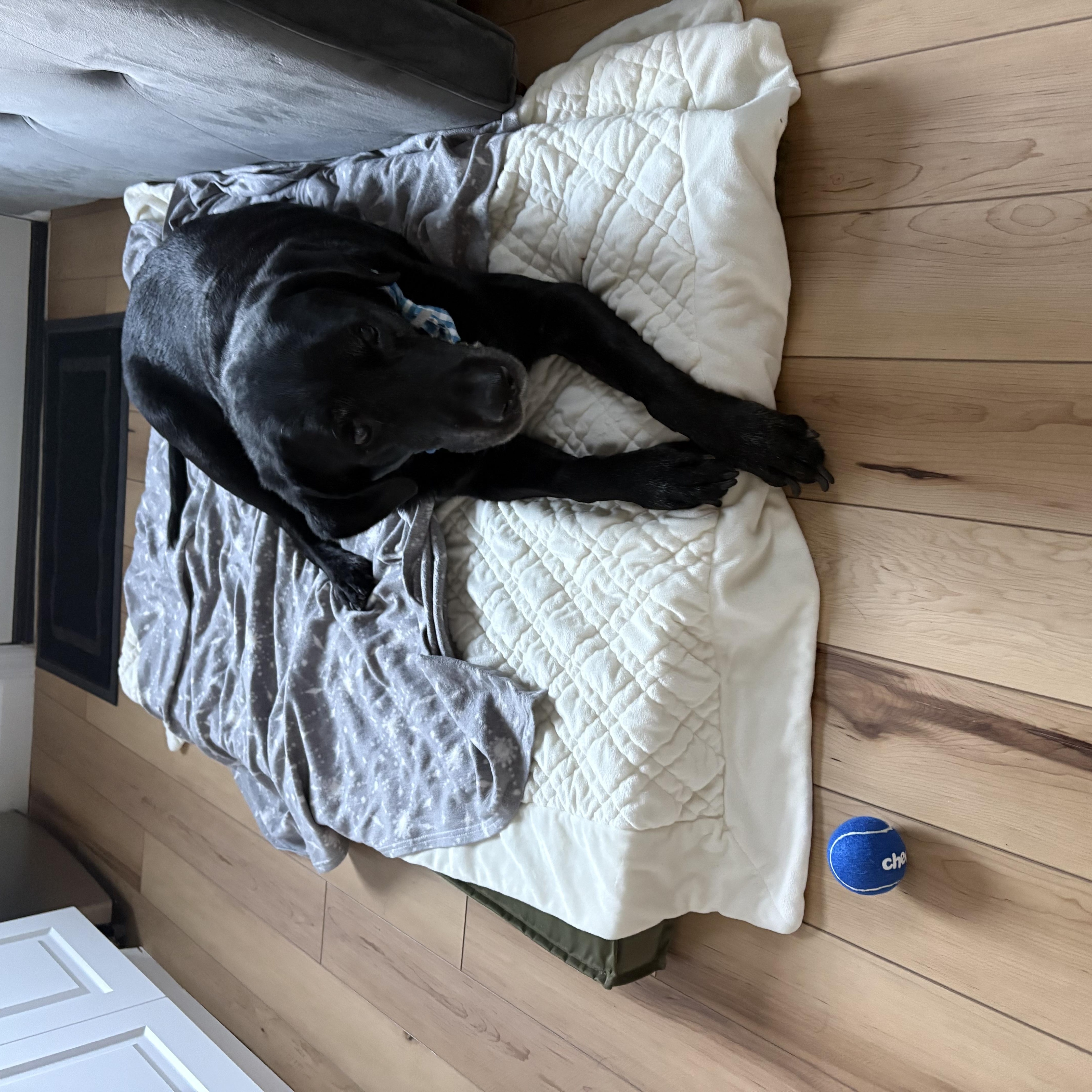 Enlarge Stewie, a ADOPTABLE Black Labrador Retriever in Oceanport, NJ image 4/6