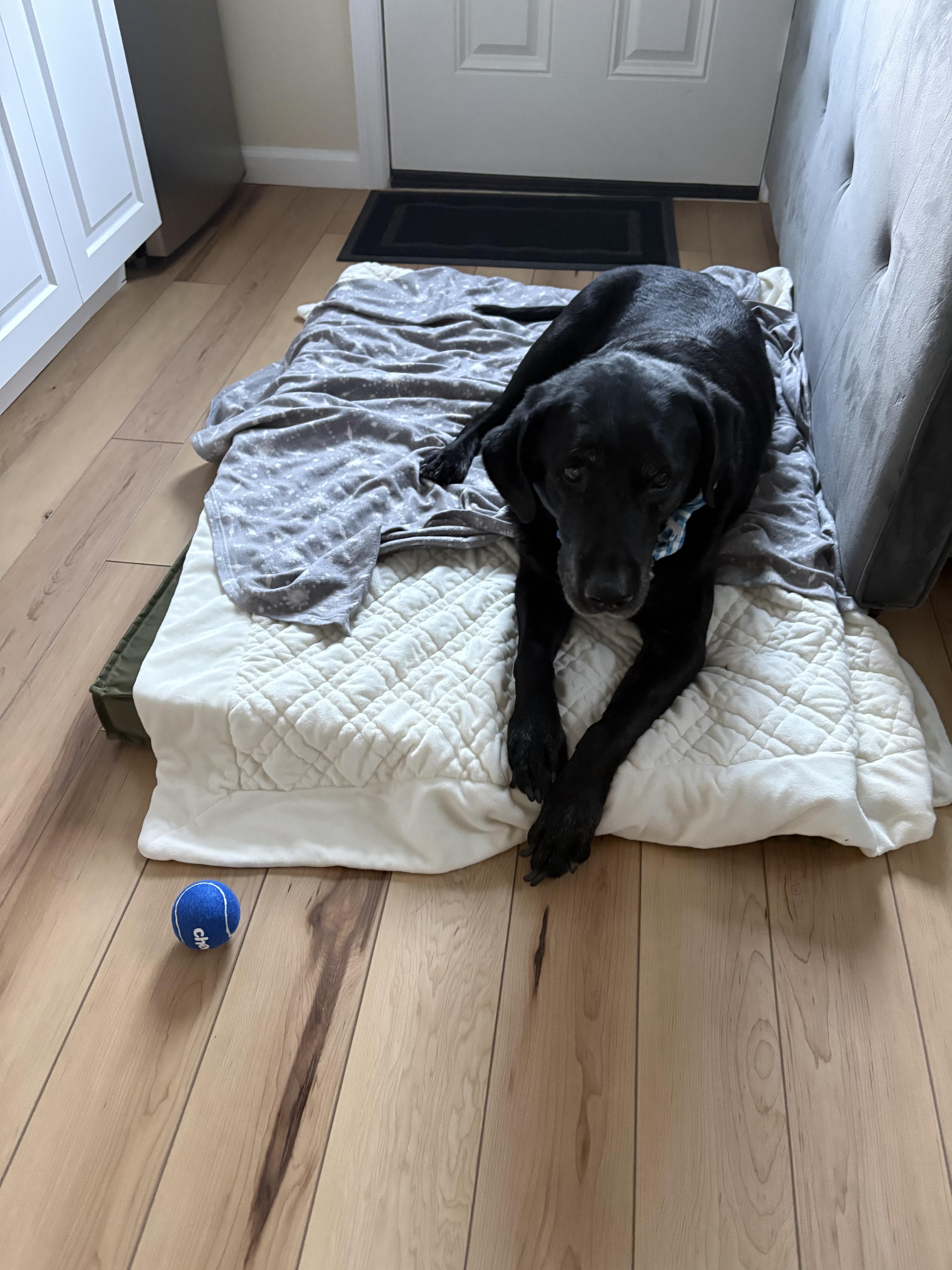 Enlarge Stewie, a ADOPTABLE Black Labrador Retriever in Oceanport, NJ image 4/6
