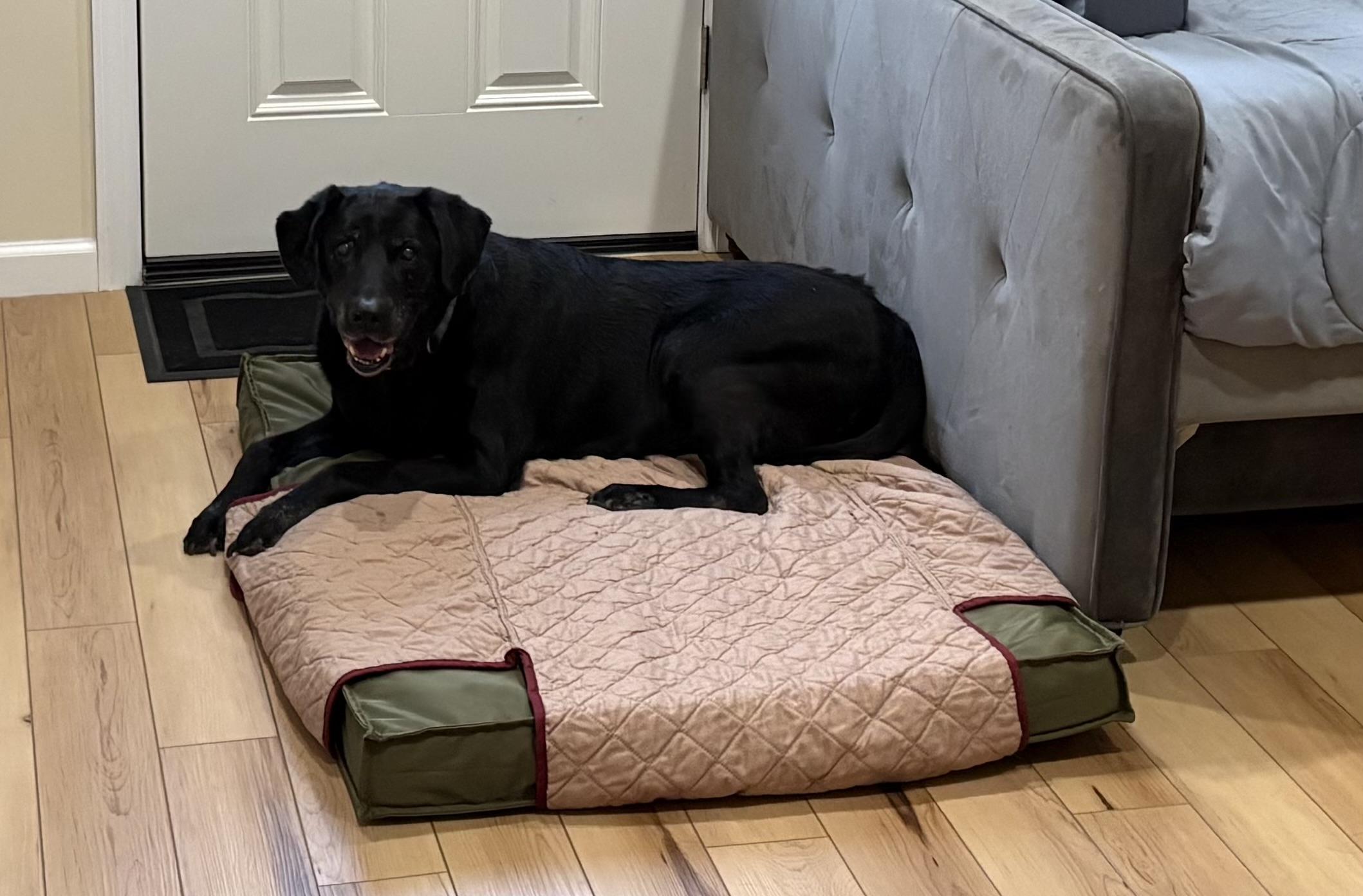 Enlarge Stewie, a ADOPTABLE Black Labrador Retriever in Oceanport, NJ image 3/6