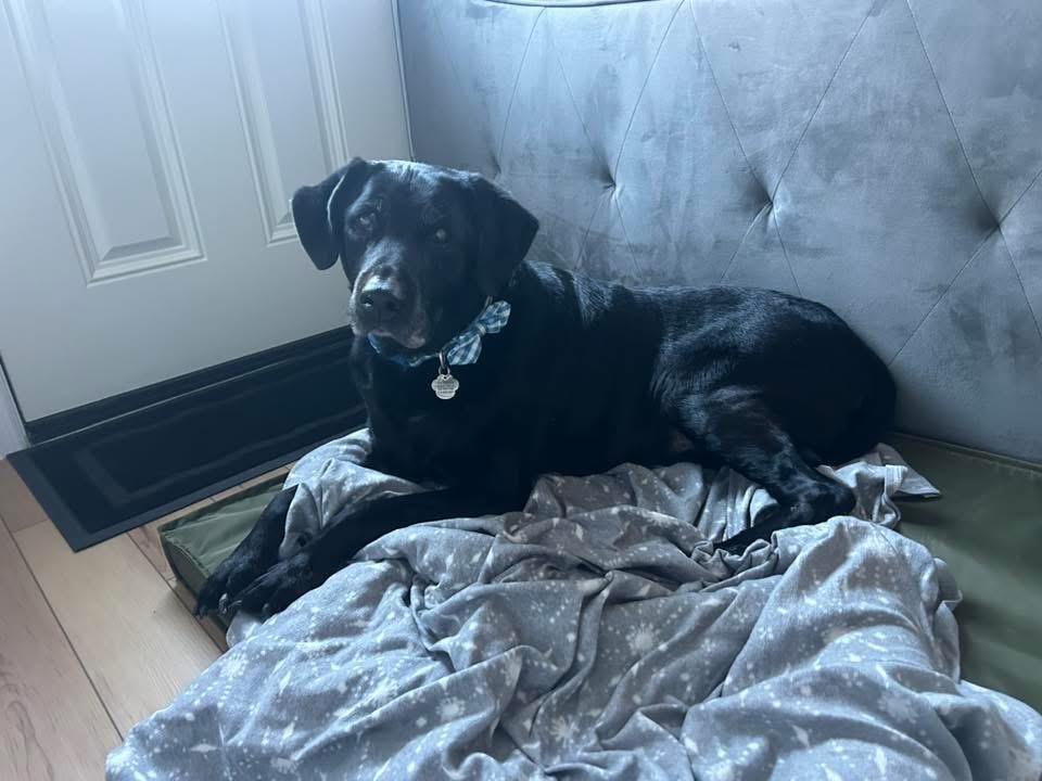 Enlarge Stewie, a ADOPTABLE Black Labrador Retriever in Oceanport, NJ image 6/6