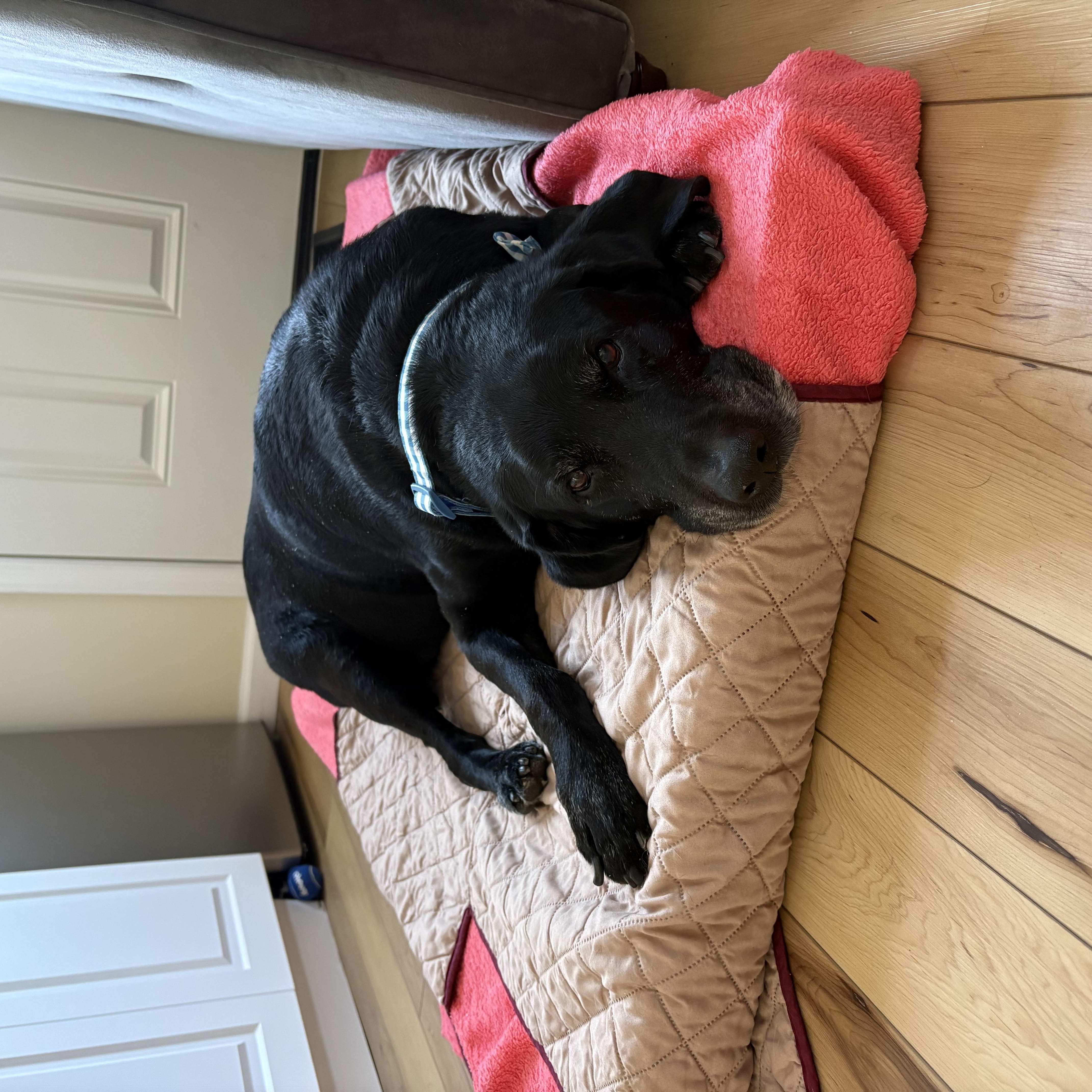 Enlarge Stewie, a ADOPTABLE Black Labrador Retriever in Oceanport, NJ image 5/6