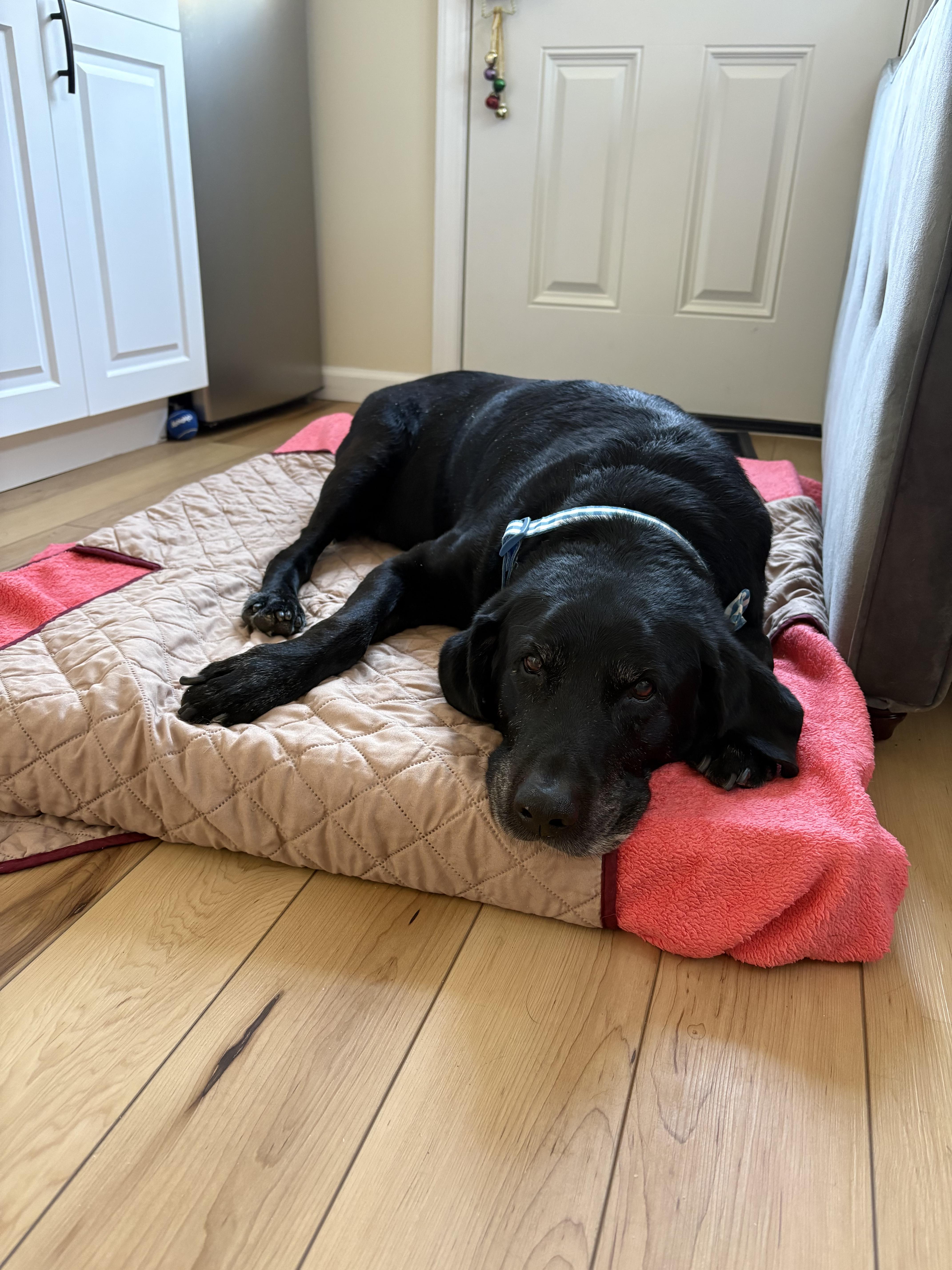 Enlarge Stewie, a ADOPTABLE Black Labrador Retriever in Oceanport, NJ image 5/6