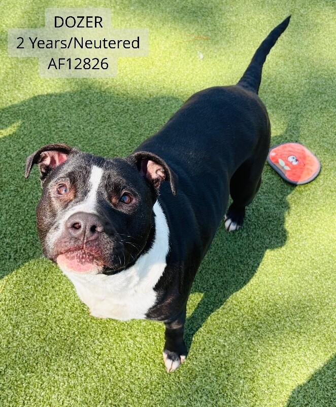 Dozer, Adoptable, Adult Male Pit Bull Terrier & Mixed Breed.