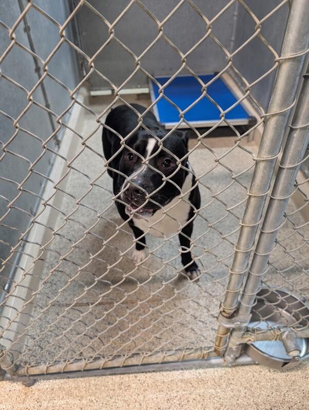 Enlarge Dozer, a Adoptable mixed breed in Supply, NC image 2/2