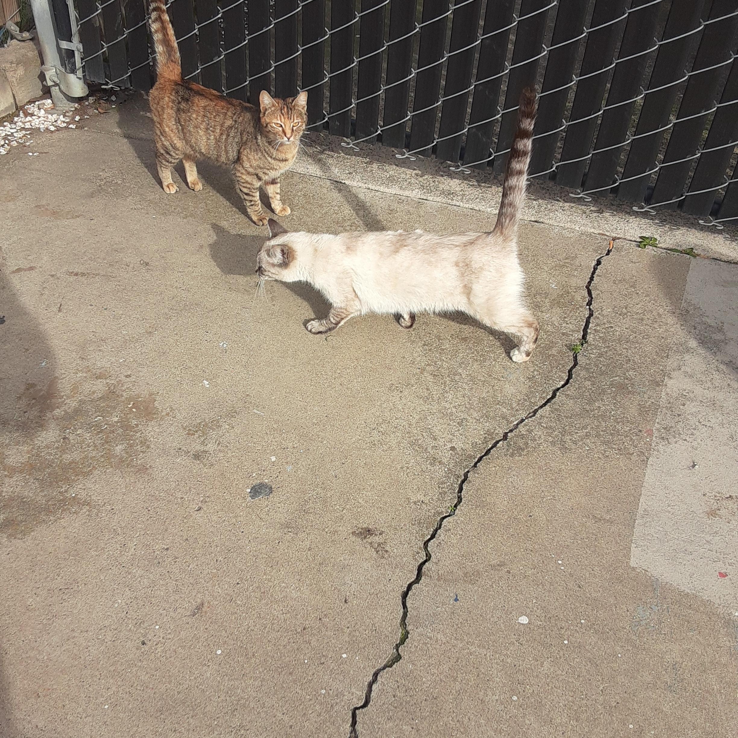 Mystic & Star, Adoptable, Young Female Siamese & Domestic Short Hair.