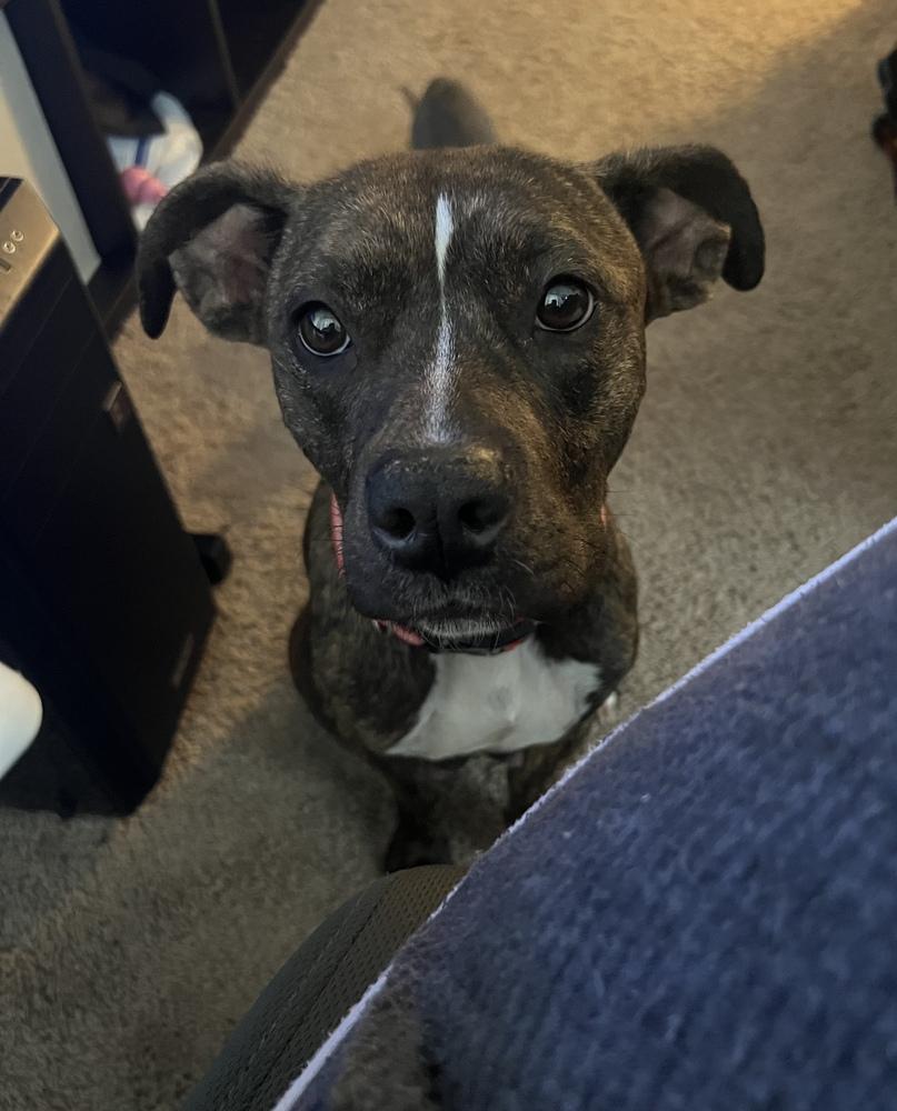 Elana, Adoptable, Young Female Labrador Retriever.