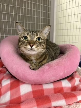 Muffin, an adoptable Domestic Short Hair in Redmond, OR, 97756 | Photo Image 1