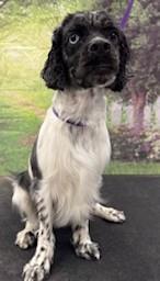 Leo, Adoptable, Young Male Cocker Spaniel.