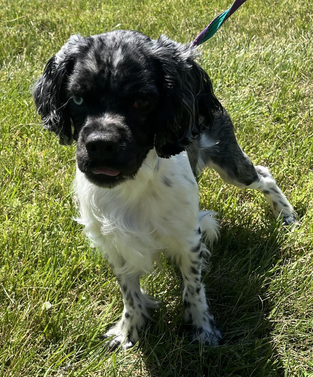 Enlarge Leo, a Adoptable Cocker Spaniel in Westminster, MD image 2/3