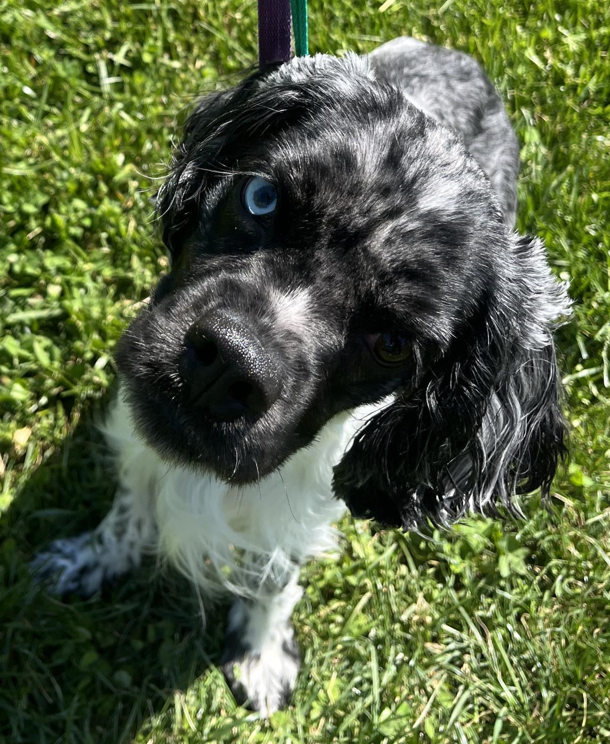 Enlarge Leo, a Adoptable Cocker Spaniel in Westminster, MD image 3/3