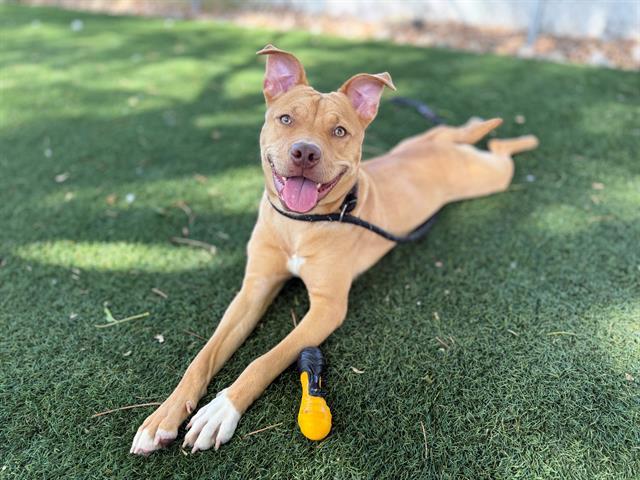 CALI TUNA, Adoptable, Young Female Pit Bull Terrier.