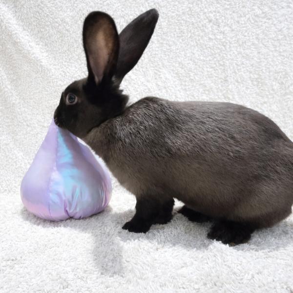 Gandalf, Adoptable, Adult Male English Spot & Bunny Rabbit.